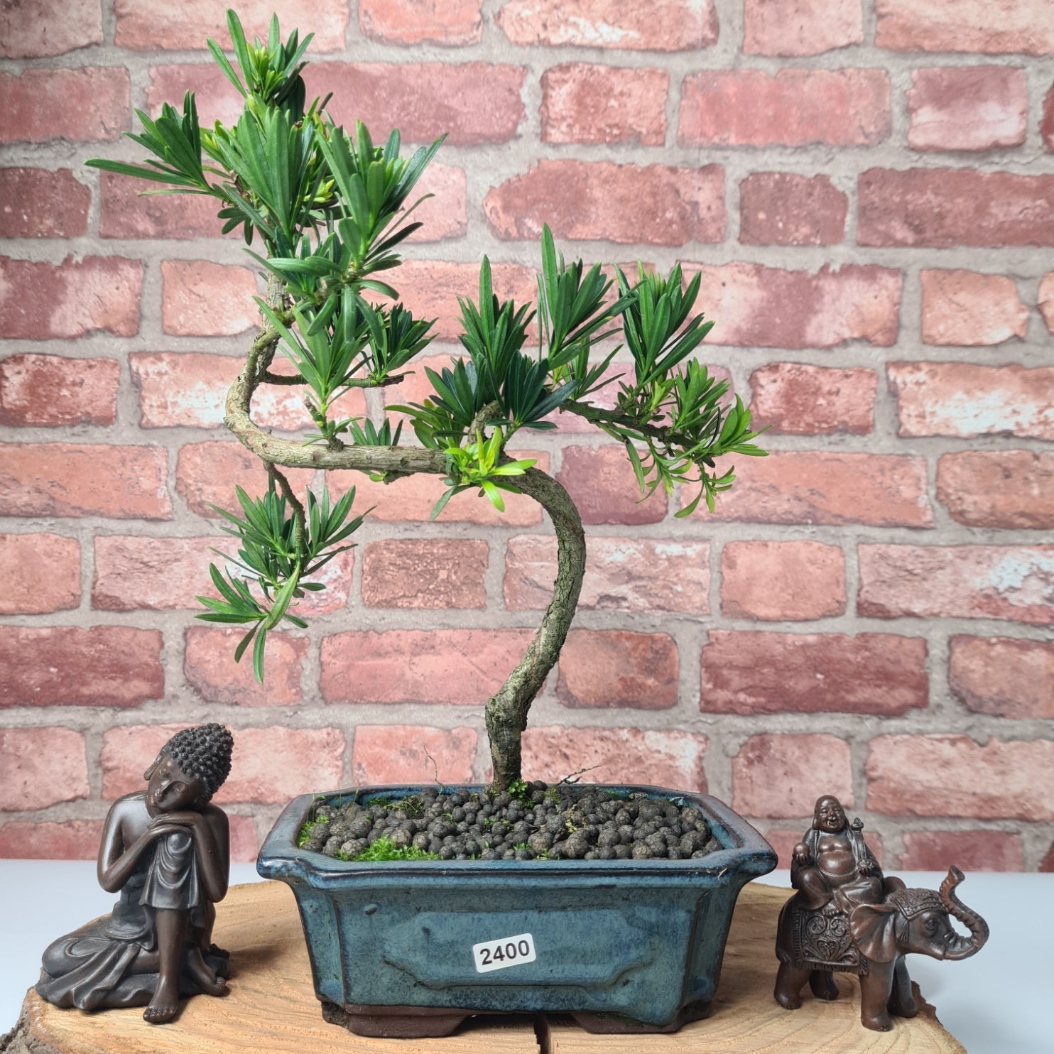 Buddhist Pine (Podocarpus Micro) Bonsai Tree | Shaped | In 20cm Pot  S25883