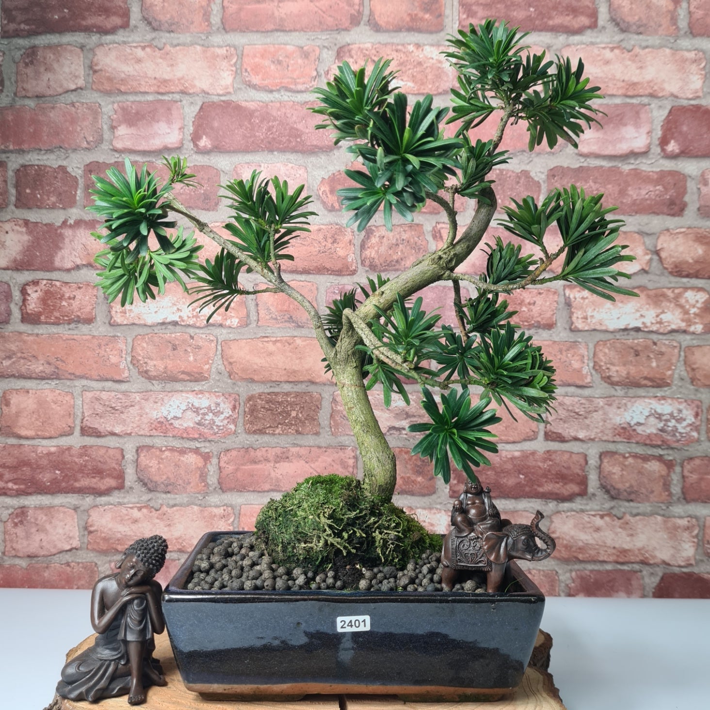 Buddhist Pine (Podocarpus Micro) Bonsai Tree | Shaped | In 30cm Pot  | S251974