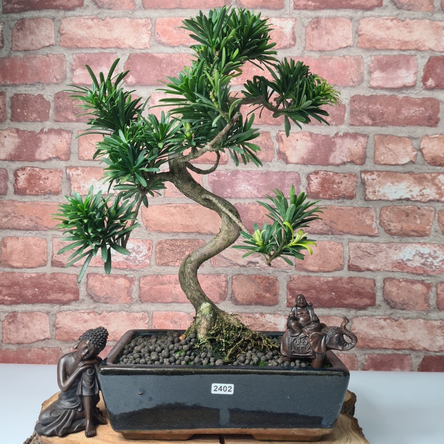 Buddhist Pine (Podocarpus Micro) Bonsai Tree | Shaped | In 25cm Pot  | S251973