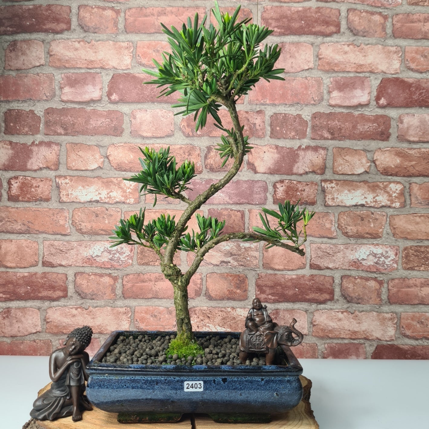 Buddhist Pine (Podocarpus Micro) Bonsai Tree | Shaped | In 25cm Pot  | S251973
