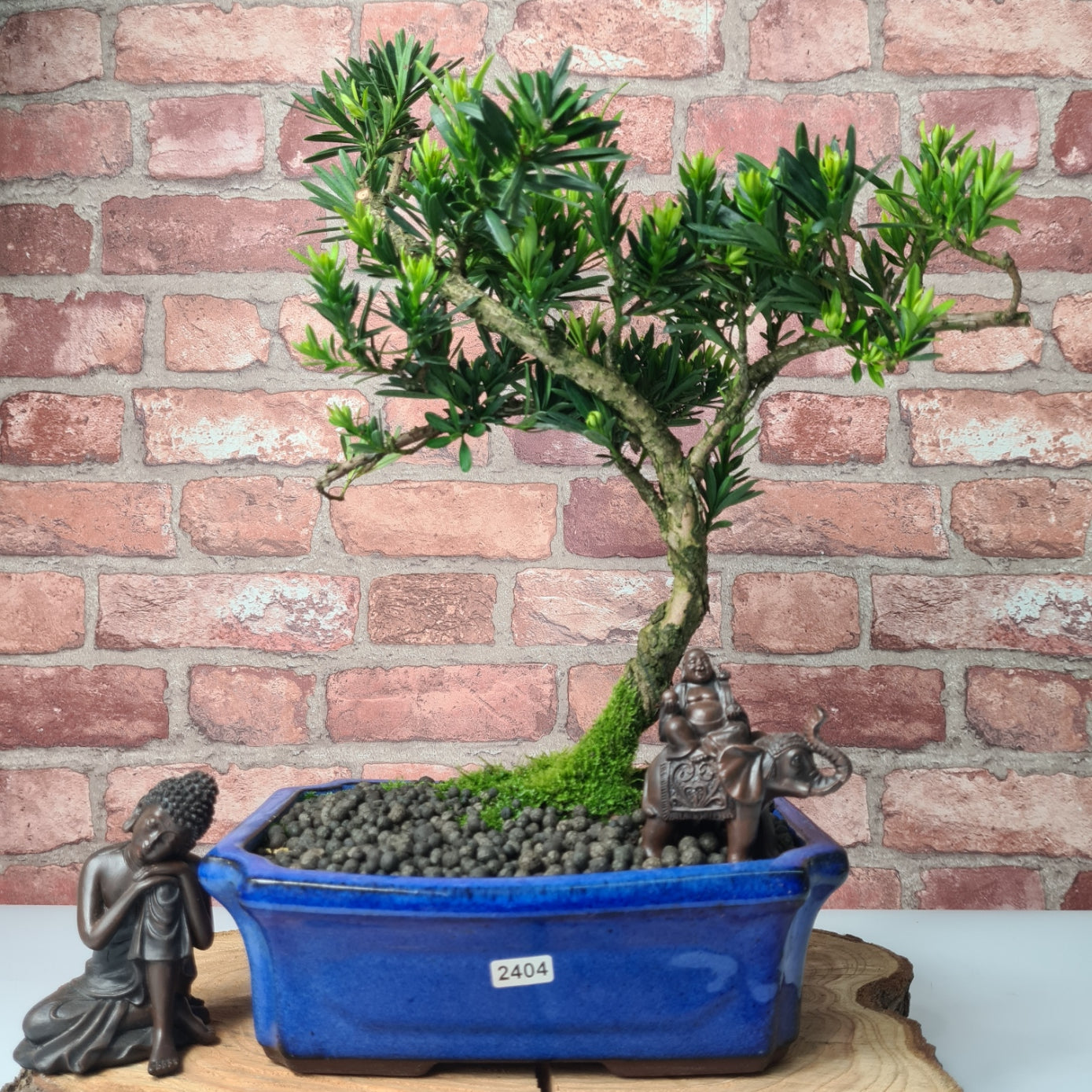 Buddhist Pine (Podocarpus Micro) Bonsai Tree | Shaped | In 30cm Pot  | S251974