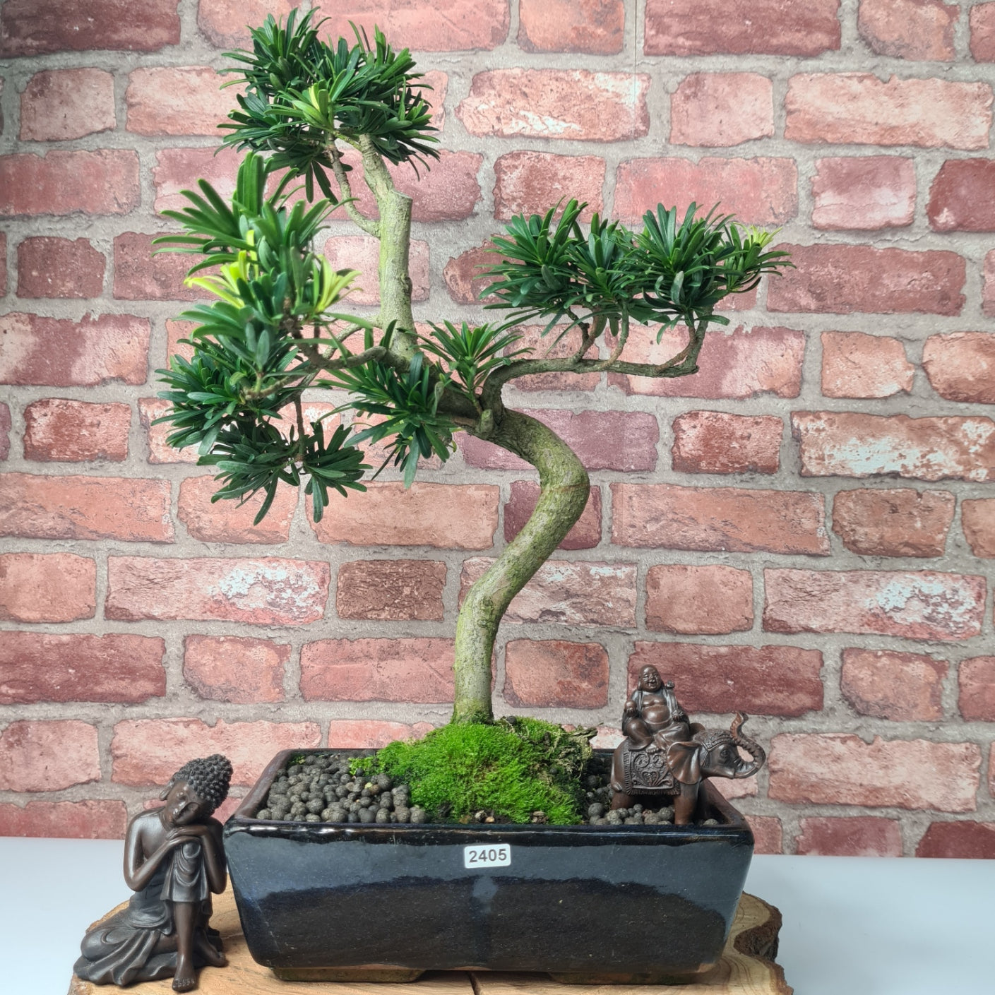 Buddhist Pine (Podocarpus Micro) Bonsai Tree | Shaped | In 30cm Pot  | S251974