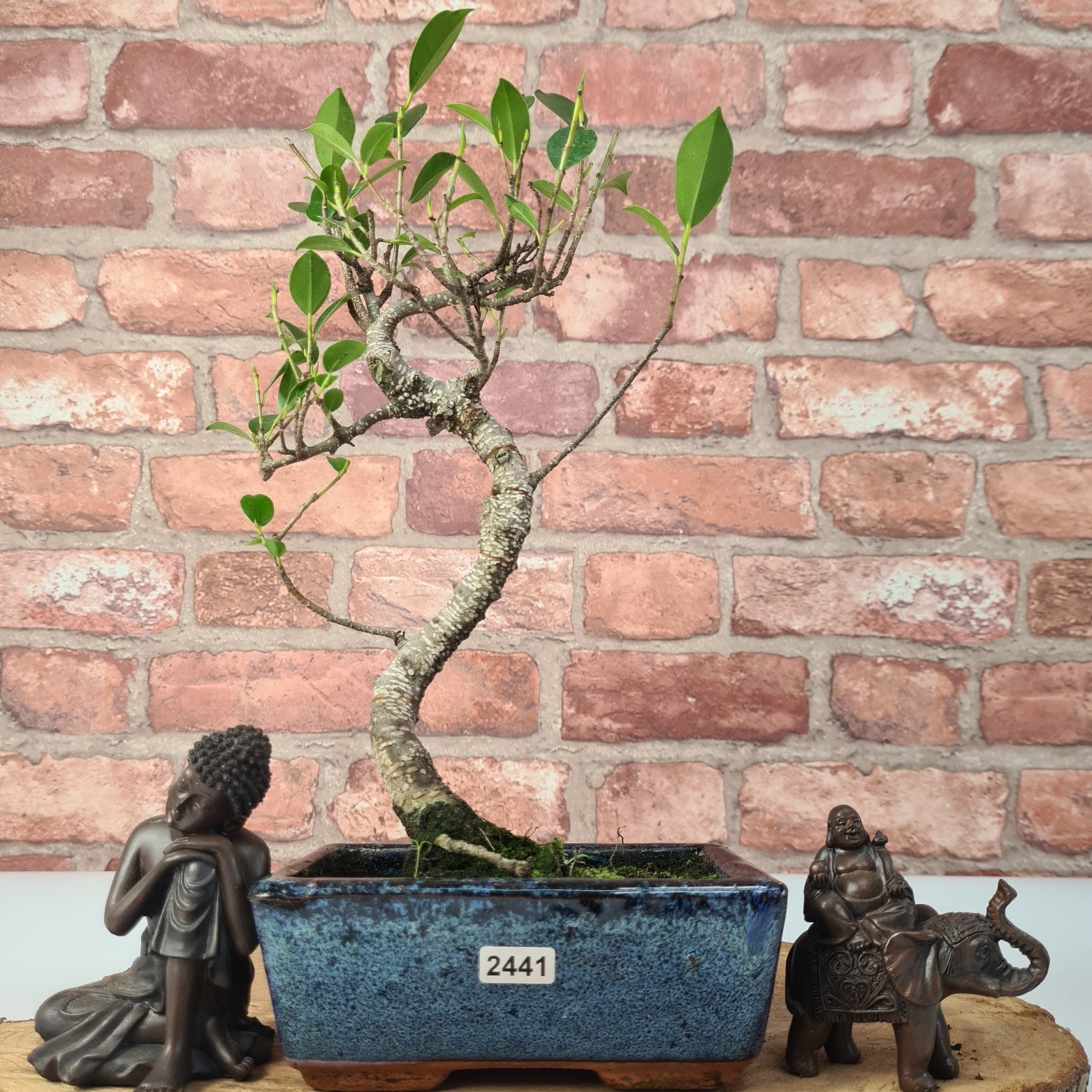 Ficus Microcarpa (Banyan Fig) Indoor Bonsai Tree | Shaped | In 15cm Pot  S25884