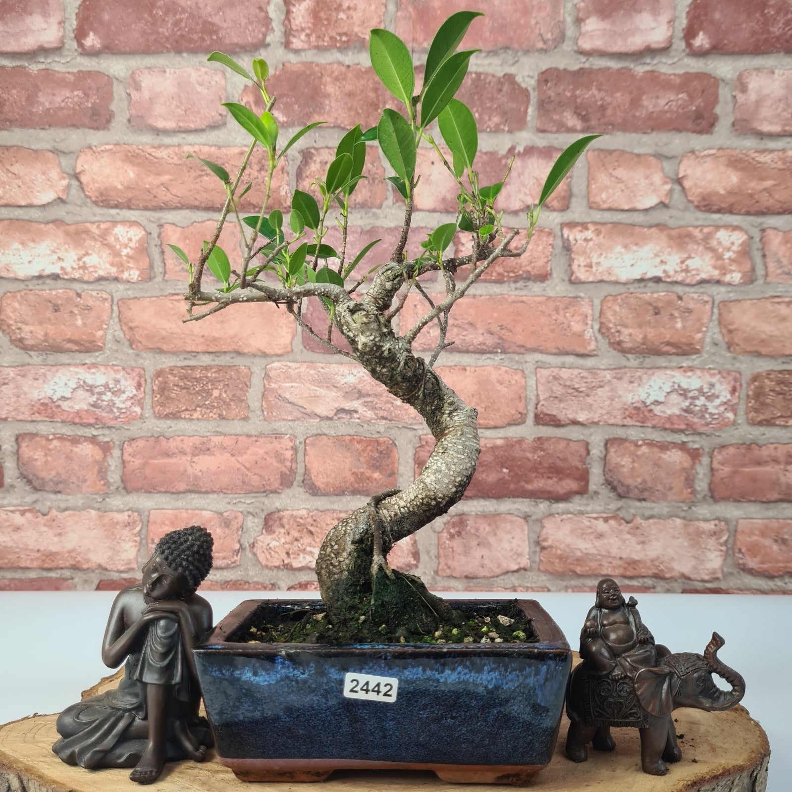 Ficus Microcarpa (Banyan Fig) Indoor Bonsai Tree | Shaped | In 15cm Pot  S25884