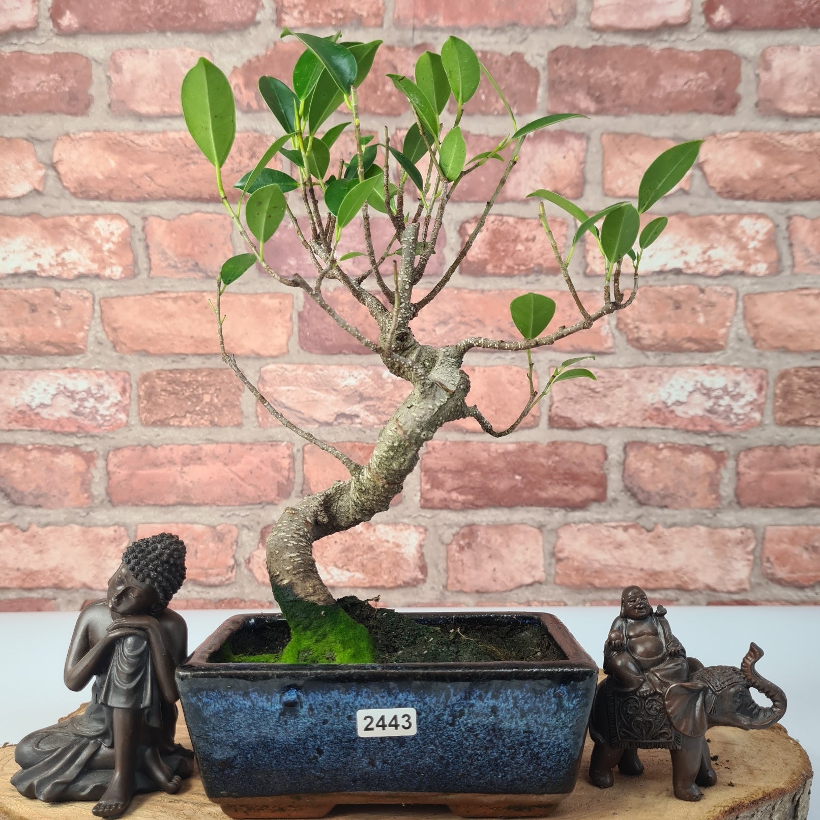 Ficus Microcarpa (Banyan Fig) Indoor Bonsai Tree | Shaped | In 15cm Pot  S25884