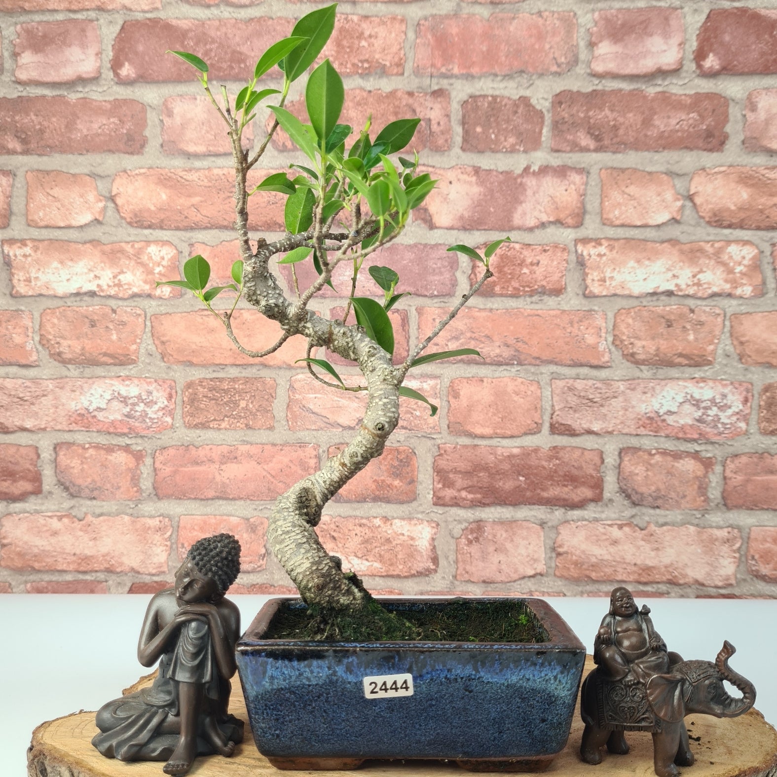 Ficus Microcarpa (Banyan Fig) Indoor Bonsai Tree | Shaped | In 15cm Pot  S25884