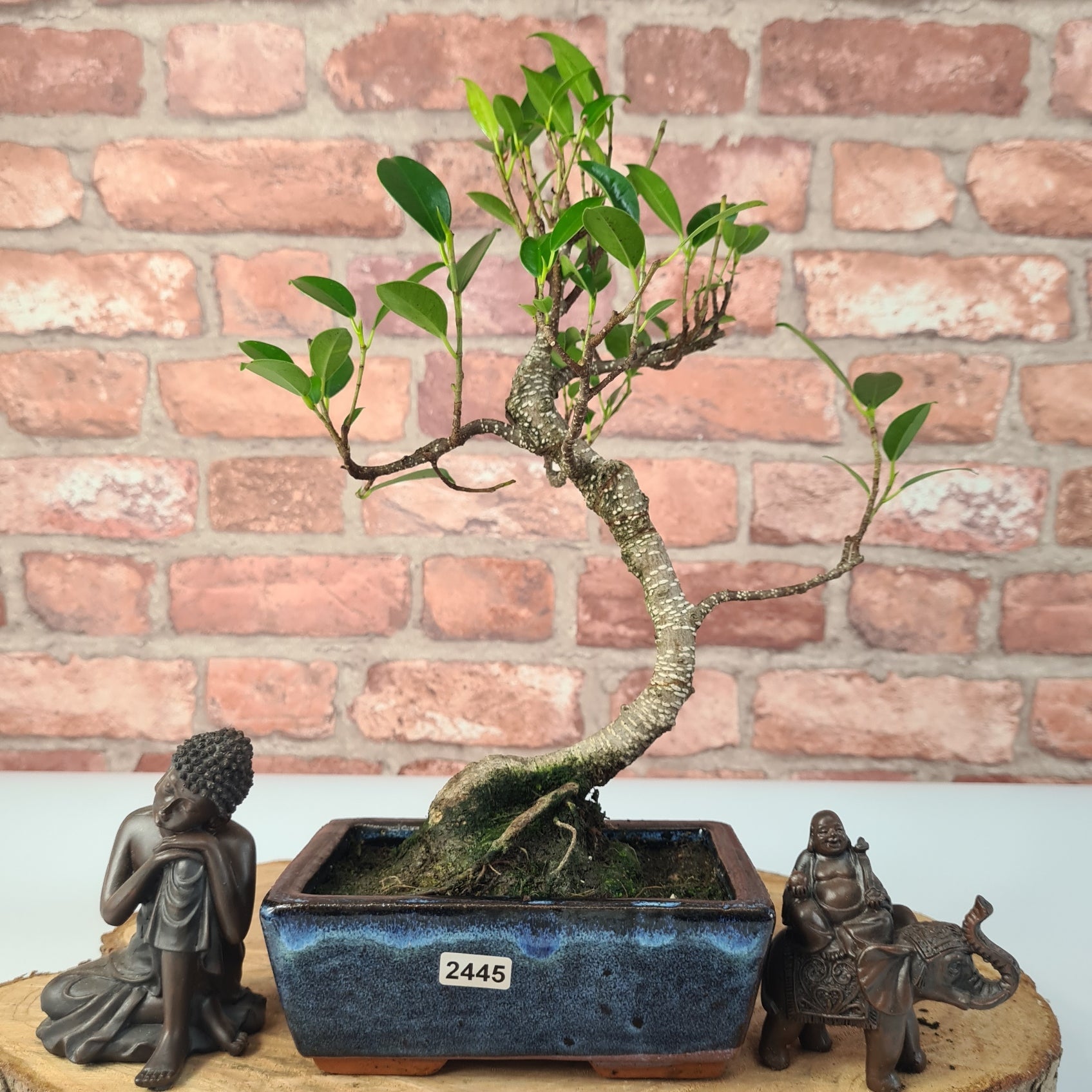 Ficus Microcarpa (Banyan Fig) Indoor Bonsai Tree | Shaped | In 15cm Pot  S25884