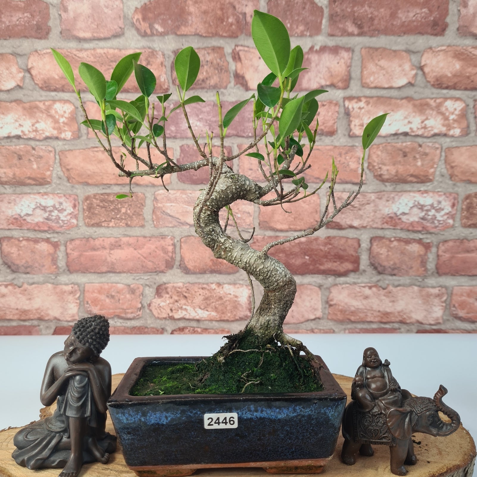 Ficus Microcarpa (Banyan Fig) Indoor Bonsai Tree | Shaped | In 15cm Pot  S25884