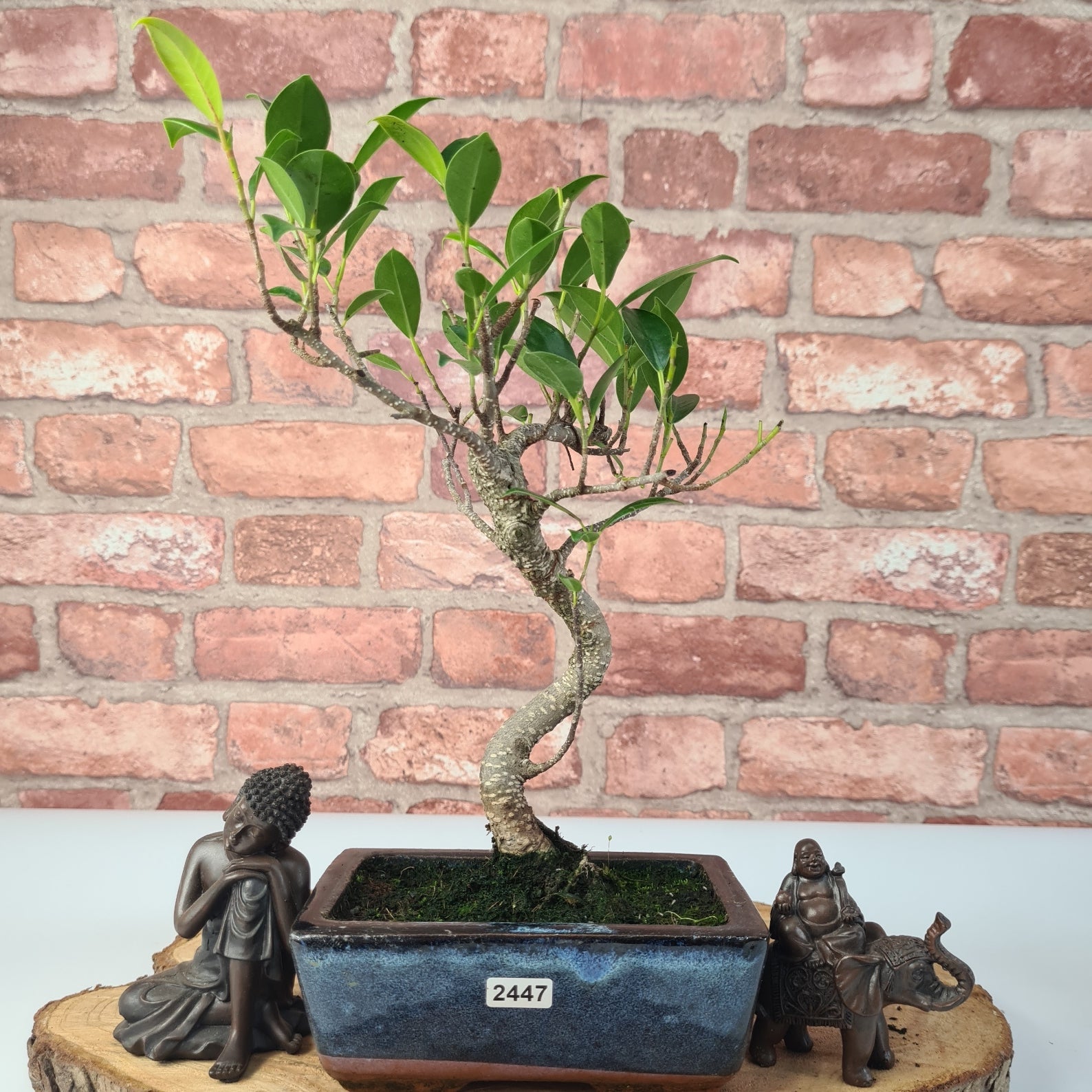 Ficus Microcarpa (Banyan Fig) Indoor Bonsai Tree | Shaped | In 15cm Pot  S25884
