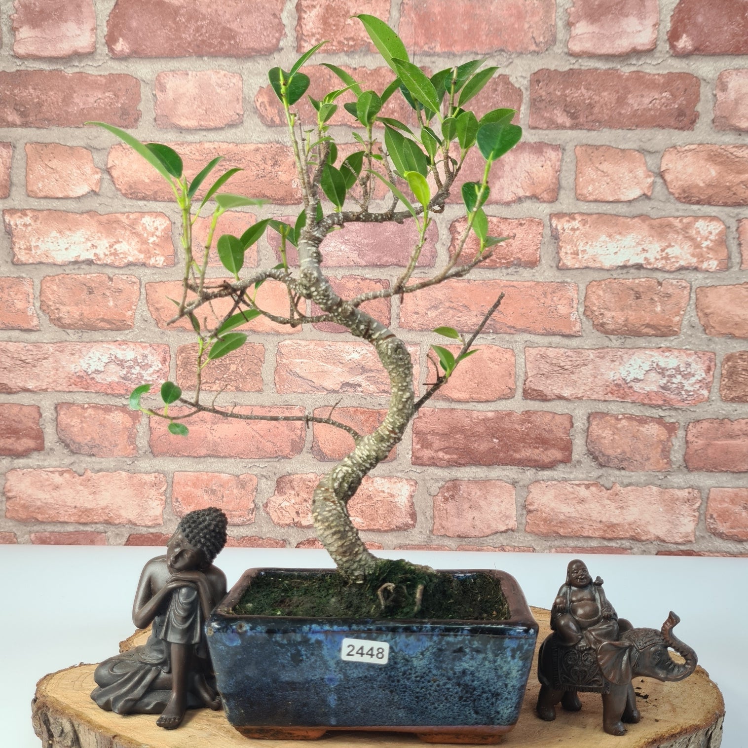 Ficus Microcarpa (Banyan Fig) Indoor Bonsai Tree | Shaped | In 15cm Pot  S25884