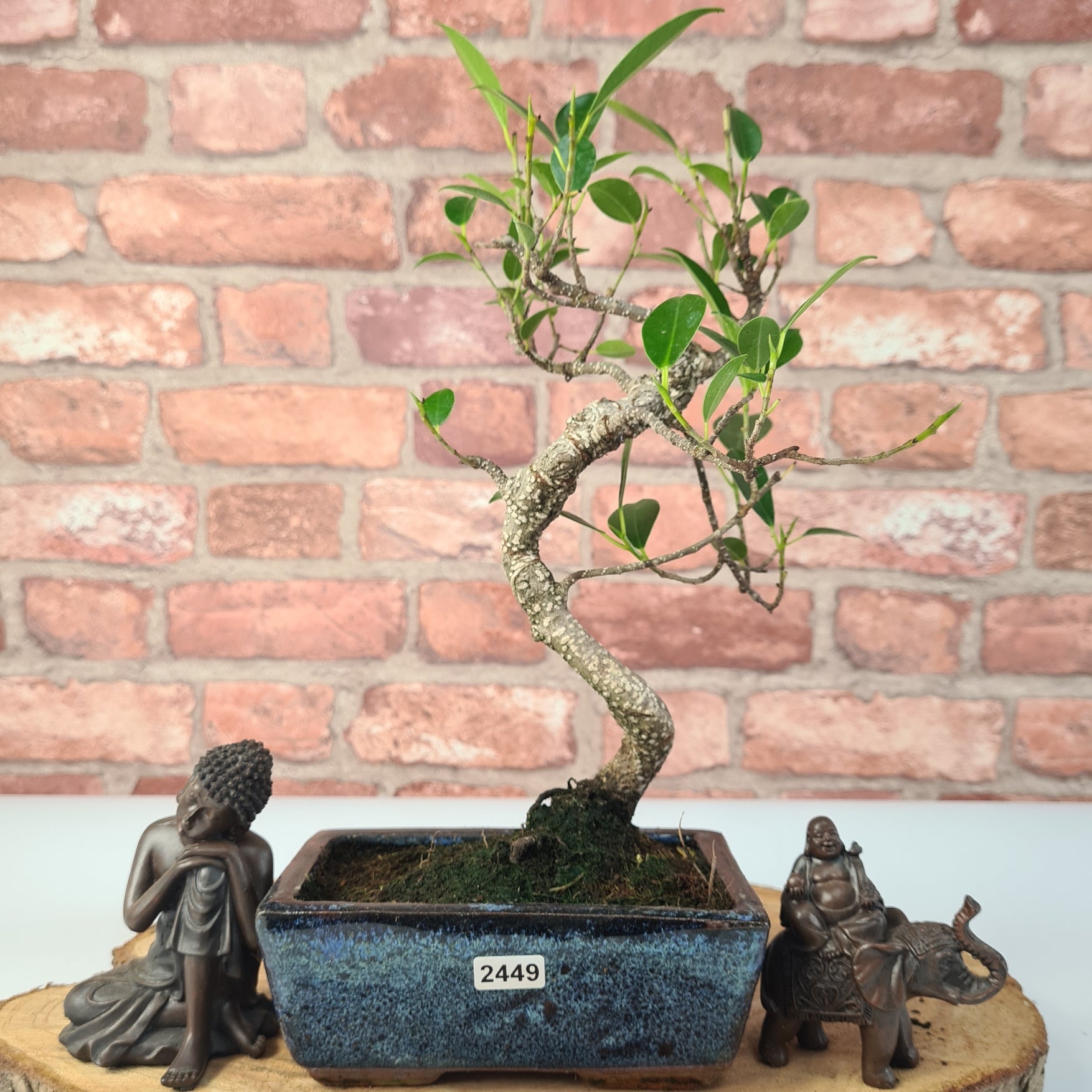 Ficus Microcarpa (Banyan Fig) Indoor Bonsai Tree | Shaped | In 15cm Pot  S25884