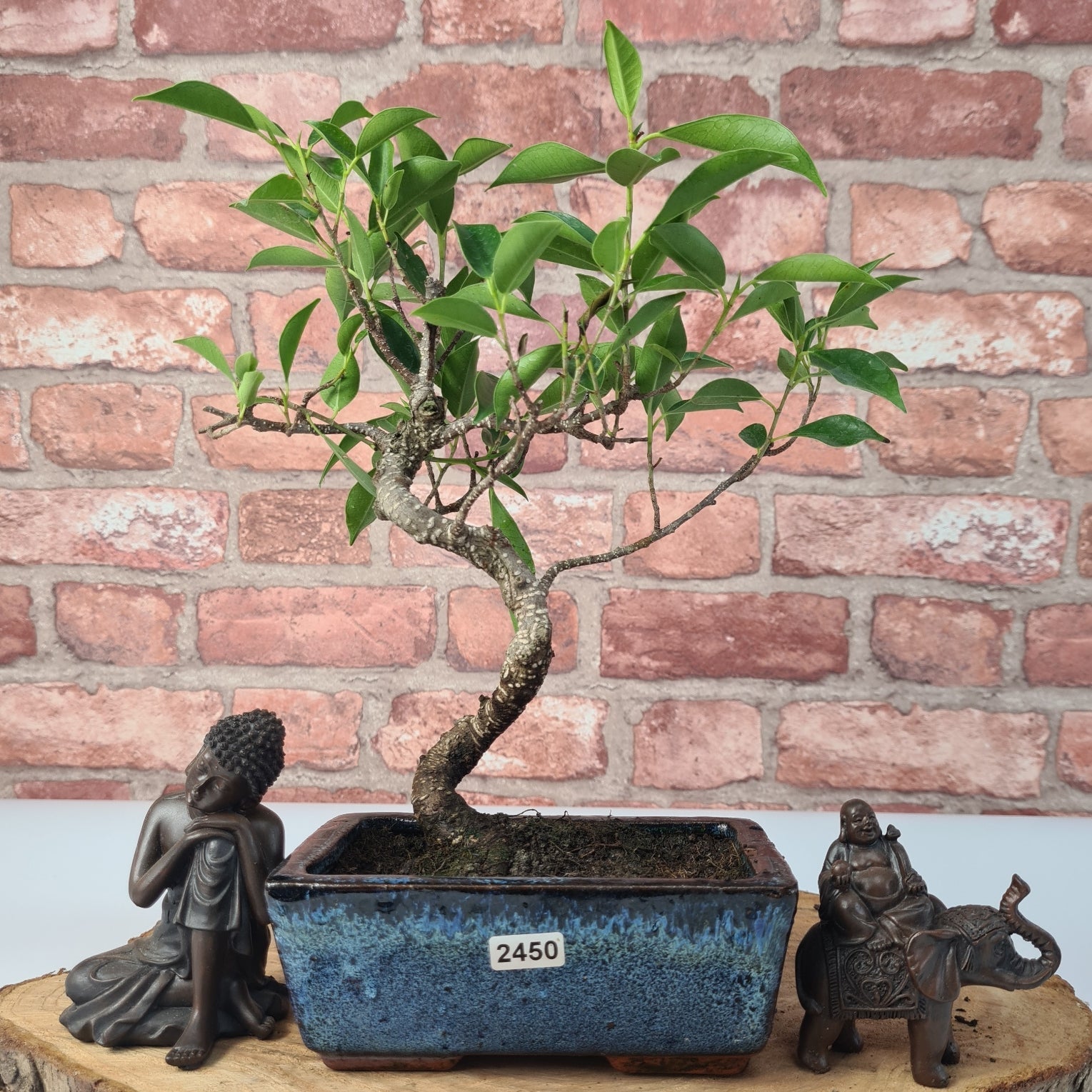 Ficus Microcarpa (Banyan Fig) Indoor Bonsai Tree | Shaped | In 15cm Pot  S25884