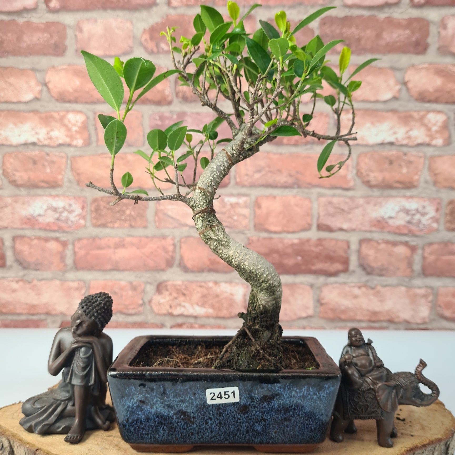 Ficus Microcarpa (Banyan Fig) Indoor Bonsai Tree | Shaped | In 15cm Pot  S25884