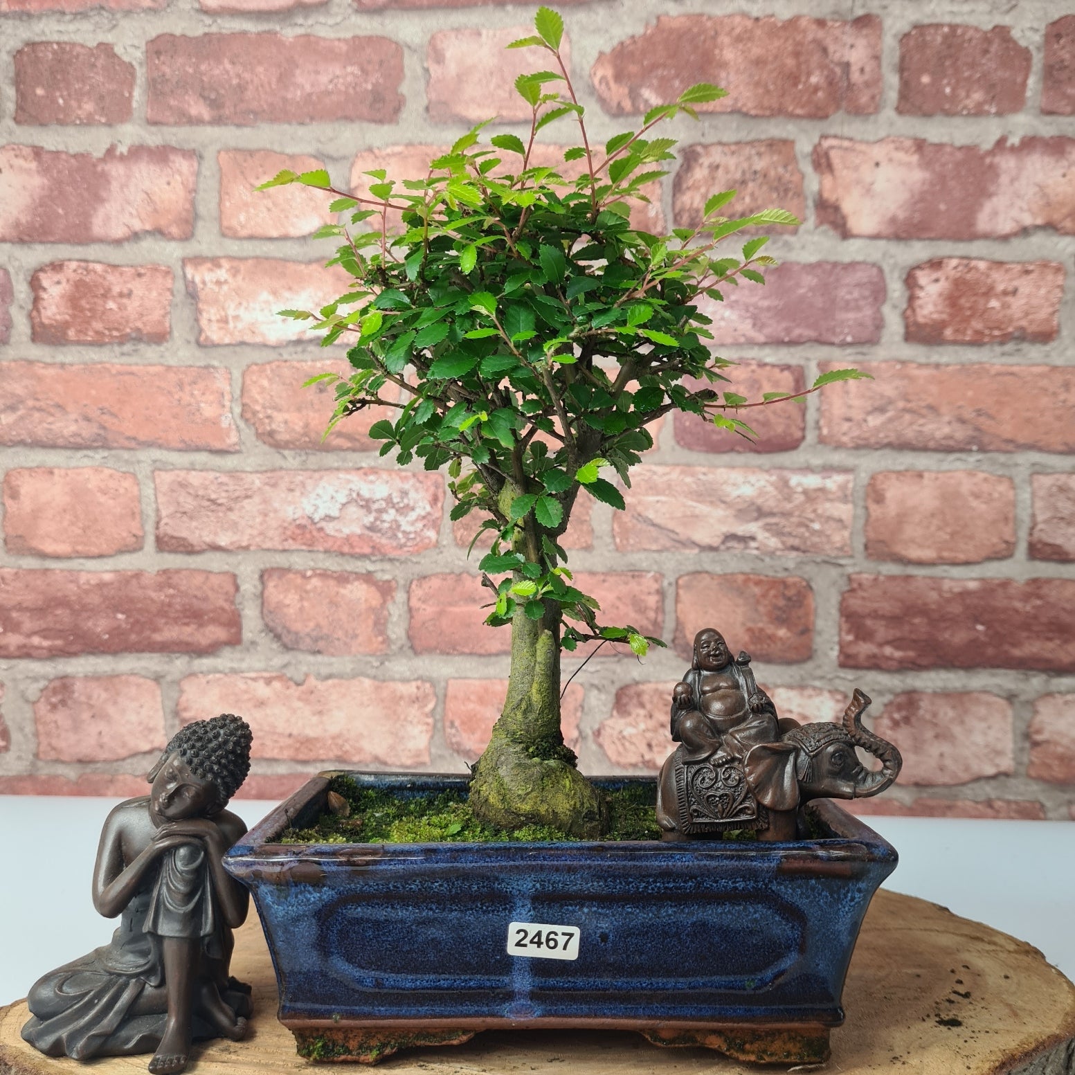 Chinese Elm (Ulmus Parvifolia) Bonsai Tree | Broom | In 20cm Pot S25870