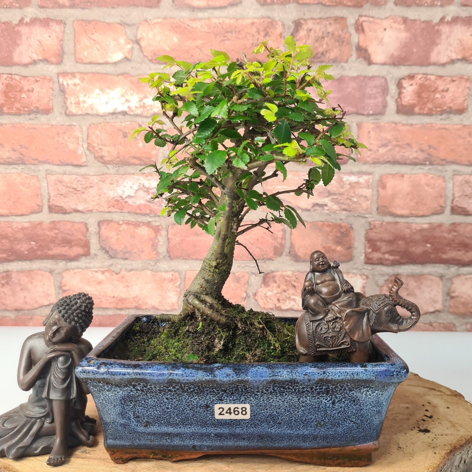 Chinese Elm (Ulmus Parvifolia) Bonsai Tree | Broom | In 20cm Pot S25870