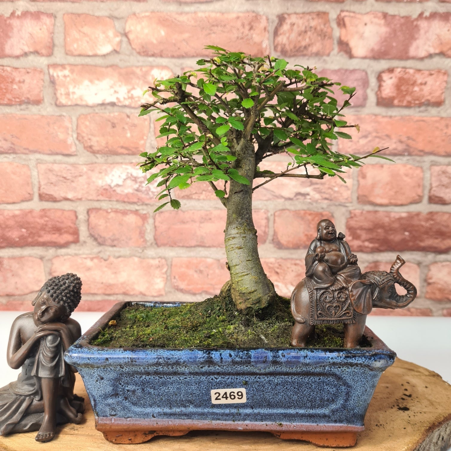 Chinese Elm (Ulmus Parvifolia) Bonsai Tree | Broom | In 20cm Pot S25870