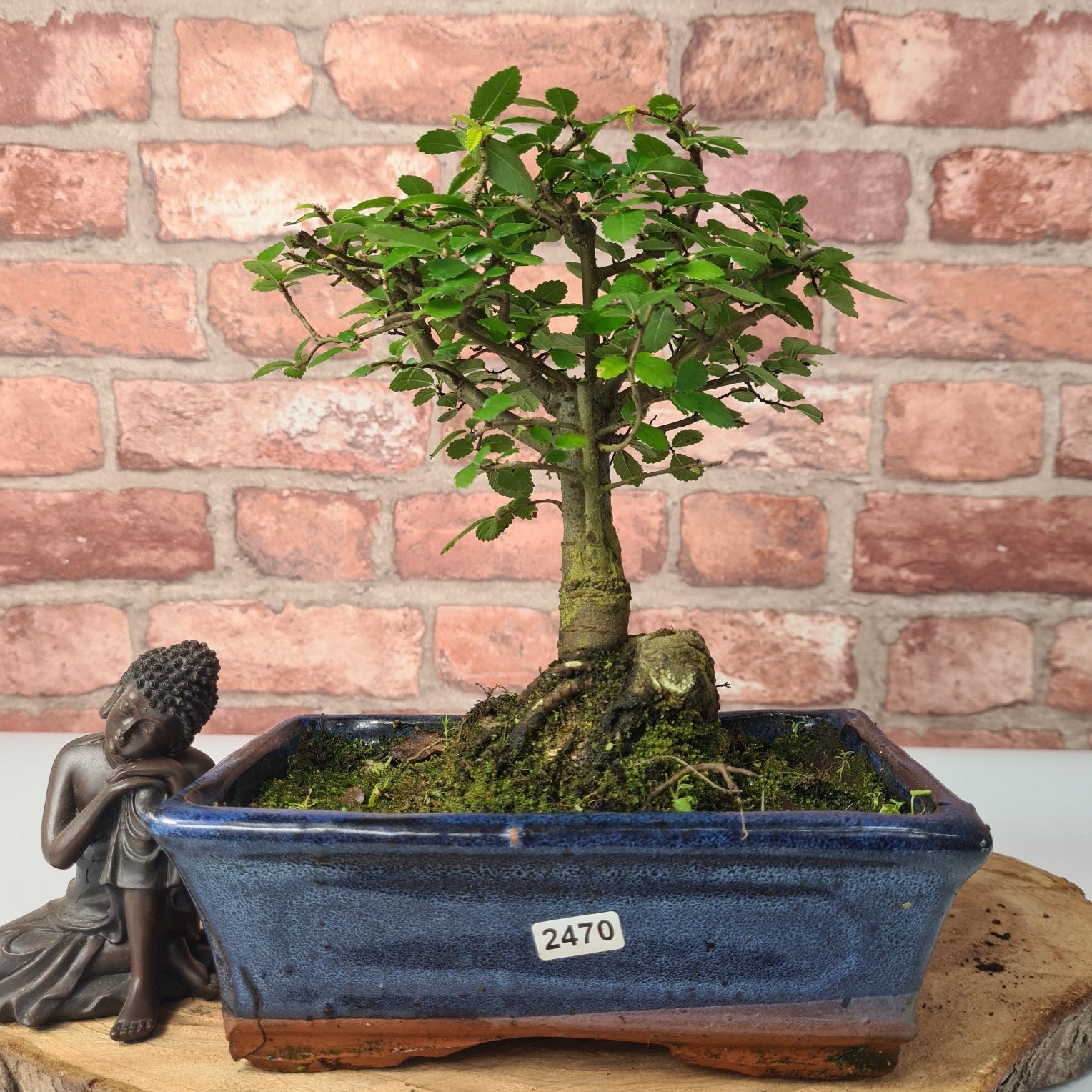 Chinese Elm (Ulmus Parvifolia) Bonsai Tree | Broom | In 20cm Pot S25870