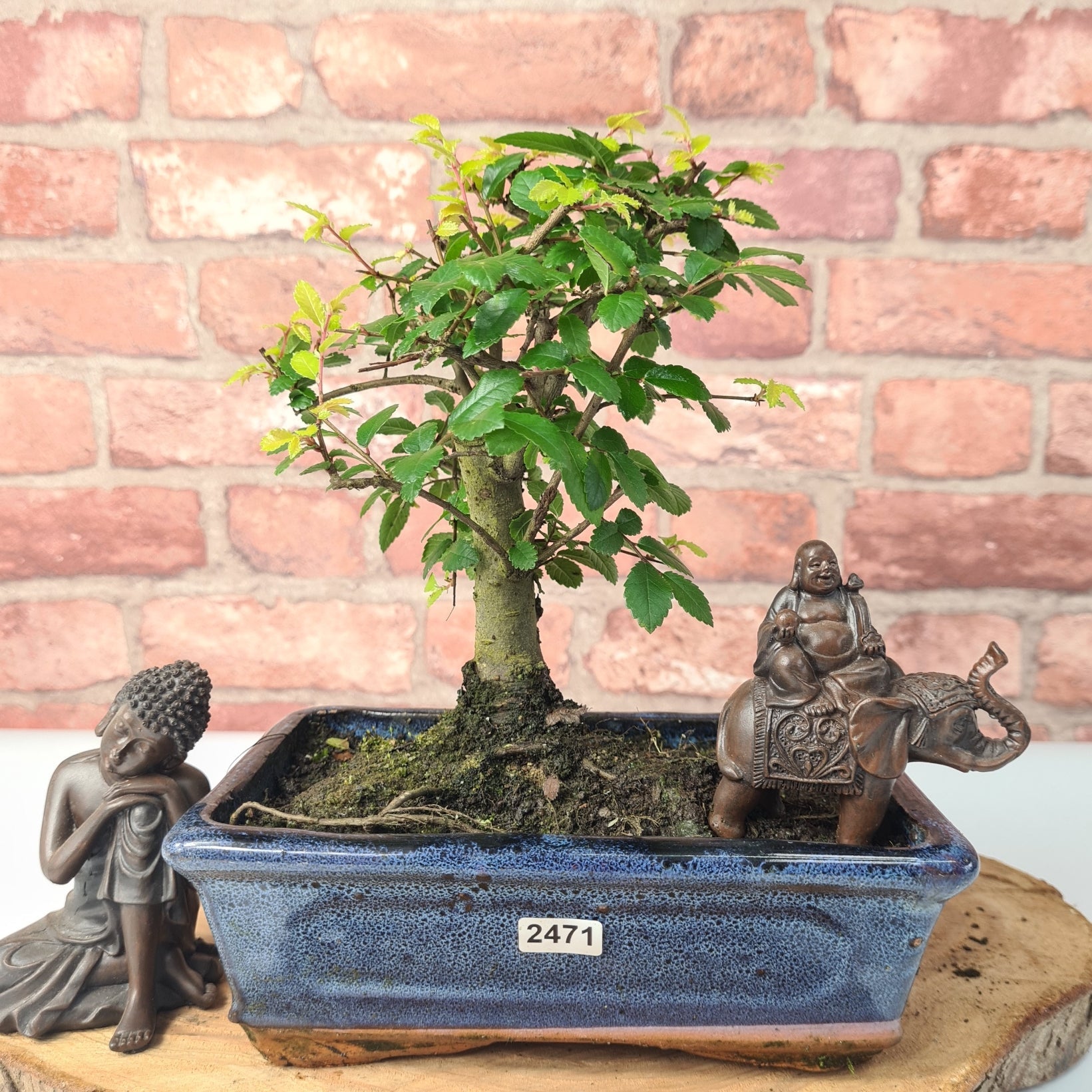 Chinese Elm (Ulmus Parvifolia) Bonsai Tree | Broom | In 20cm Pot S25870