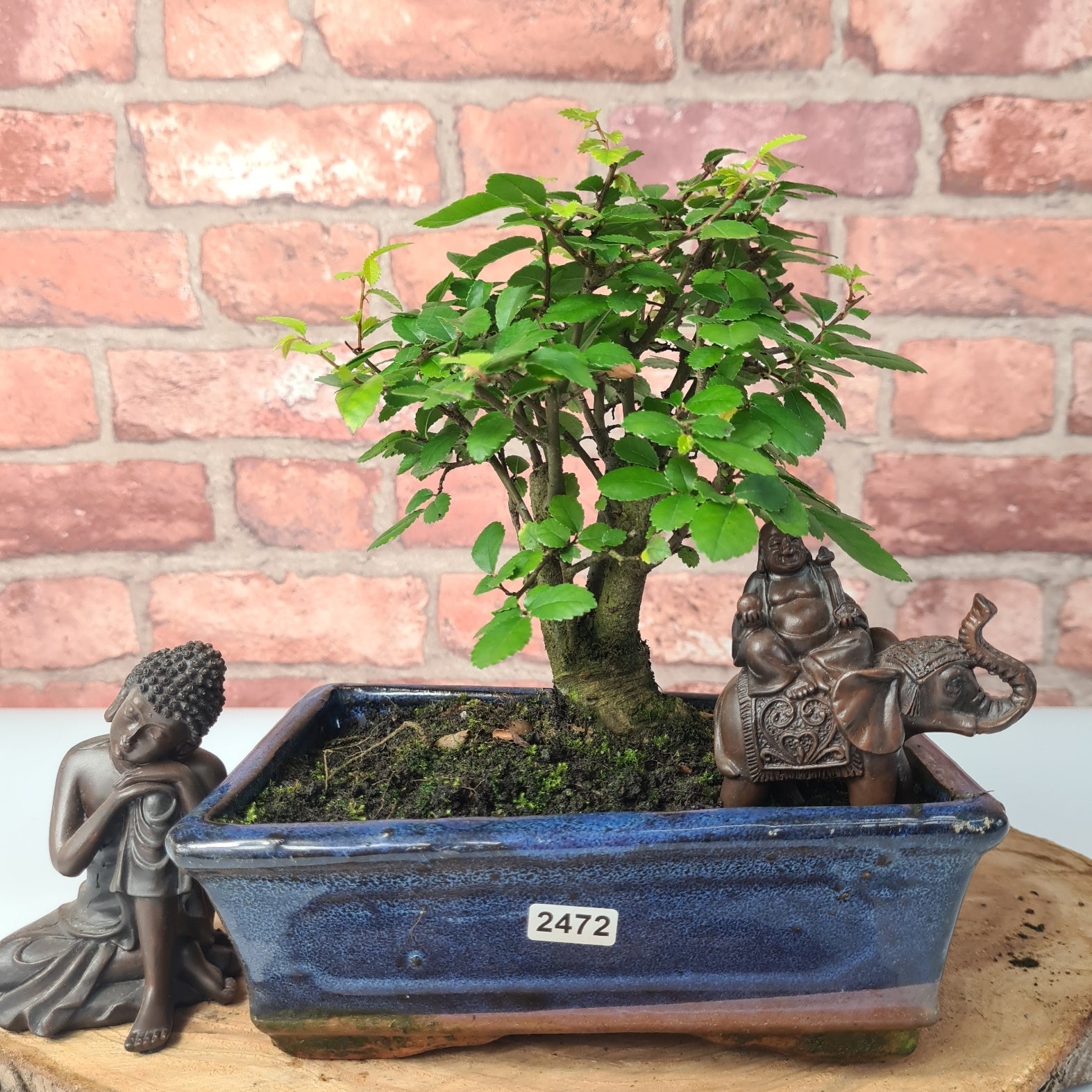 Chinese Elm (Ulmus Parvifolia) Bonsai Tree | Broom | In 20cm Pot S25870