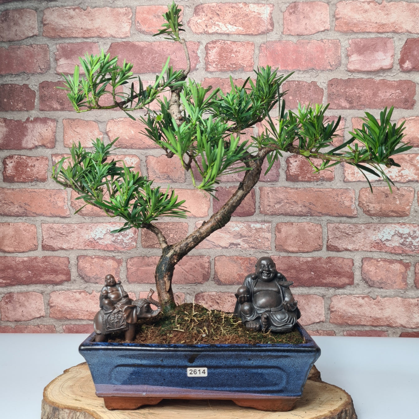 Buddhist Pine (Podocarpus Micro) Bonsai Tree | Shaped | In 25cm Pot  | S251973