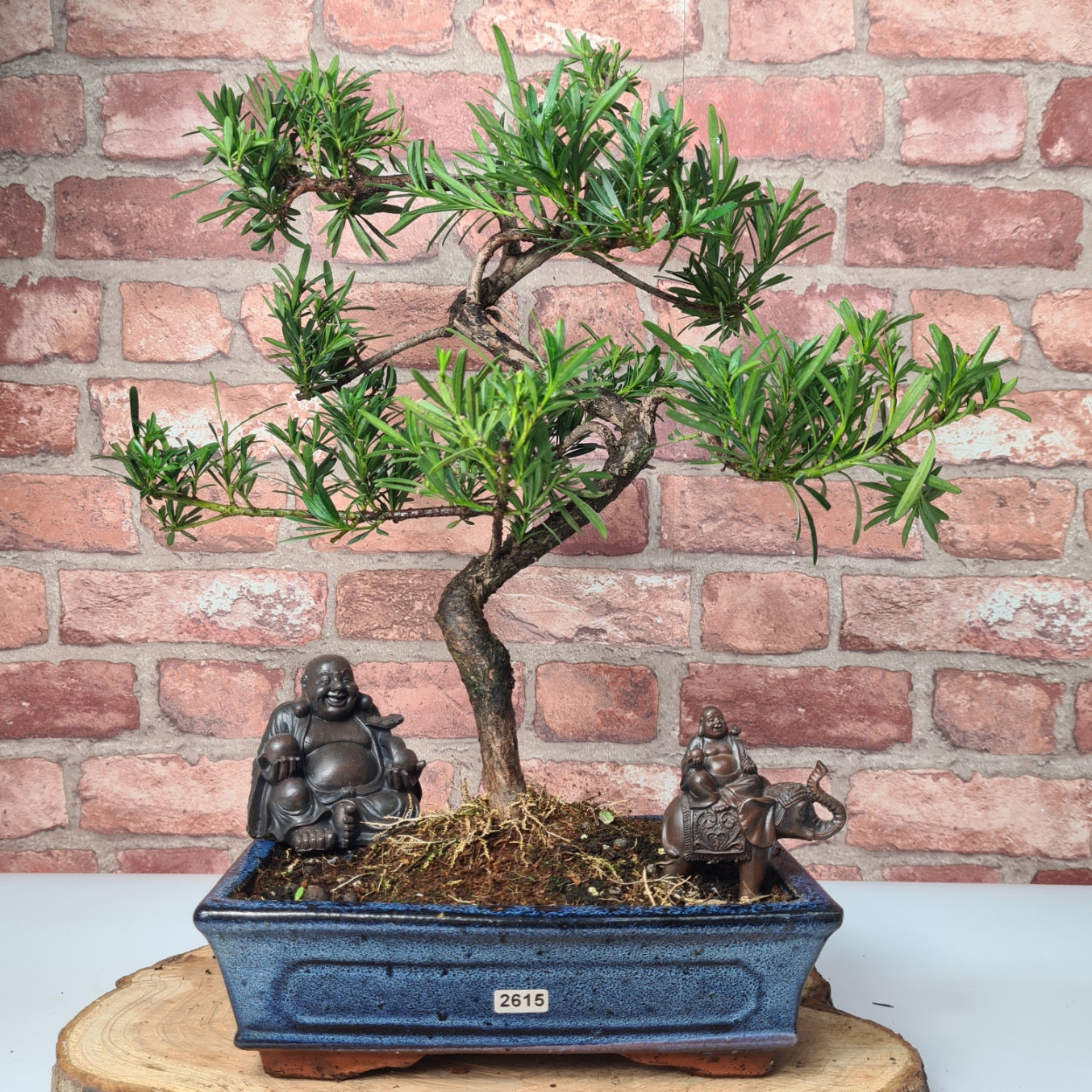 Buddhist Pine (Podocarpus Micro) Bonsai Tree | Shaped | In 30cm Pot  | S251974