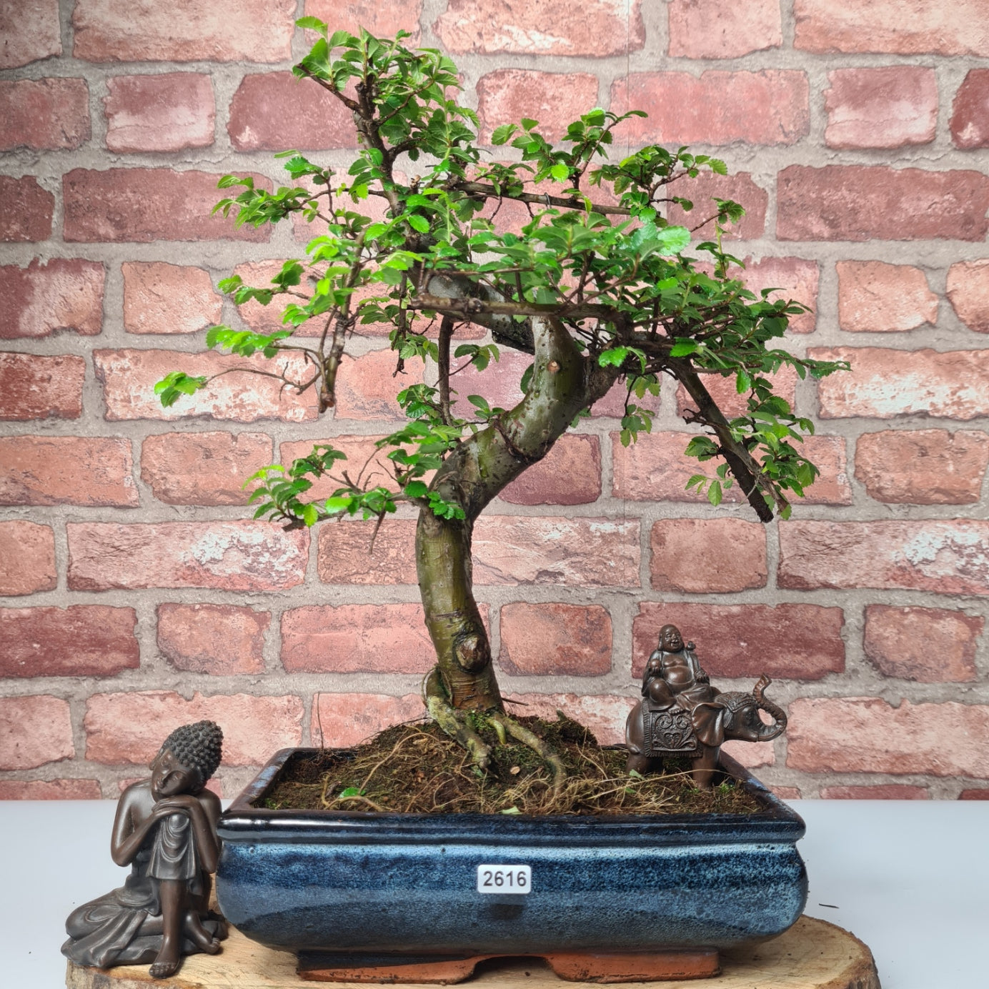 Chinese Elm (Ulmus Parvifolia) Bonsai Tree | Shaped | In 25cm Pot  | S251971