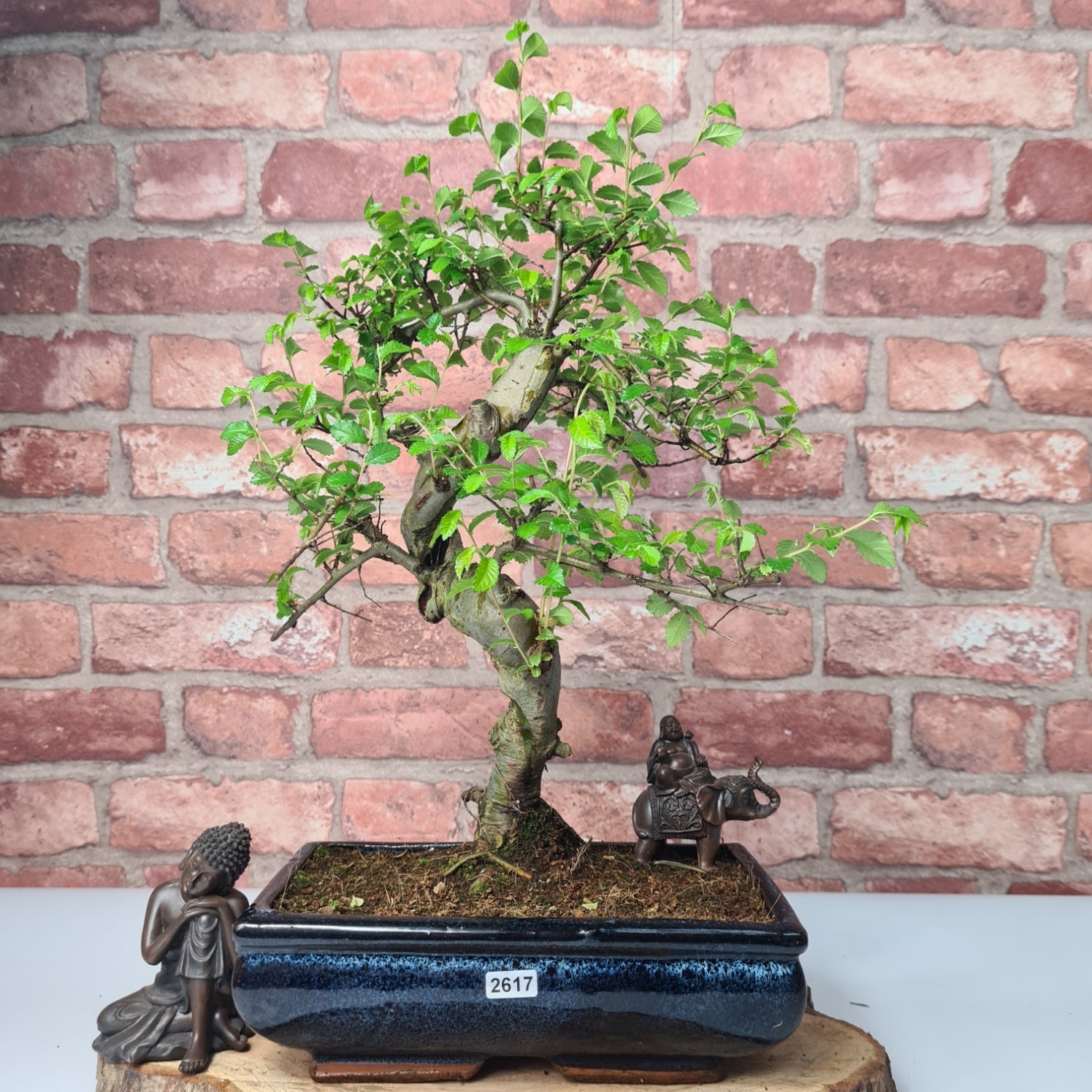 Chinese Elm (Ulmus Parvifolia) Bonsai Tree | Shaped | In 25cm Pot  | S251971