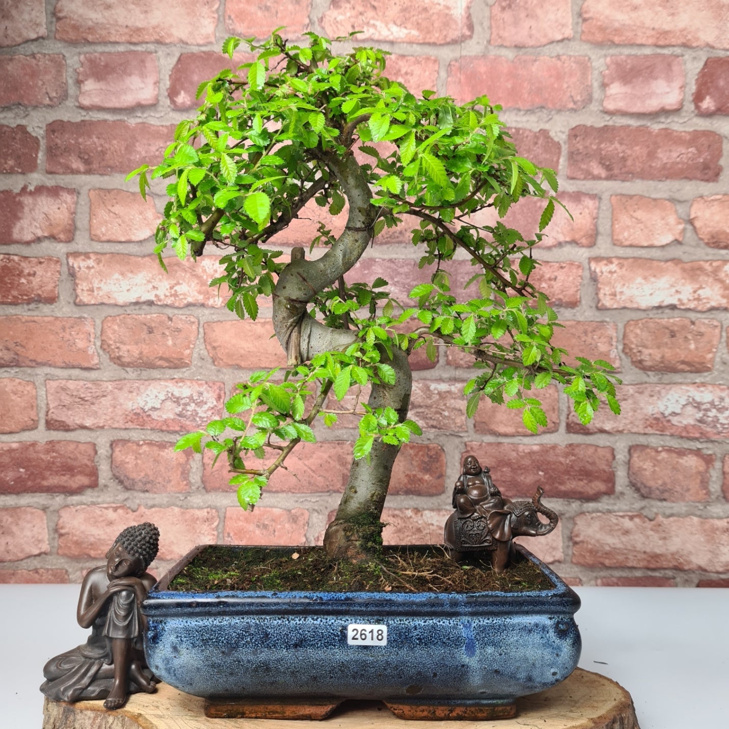 Chinese Elm (Ulmus Parvifolia) Bonsai Tree | Shaped | In 25cm Pot  | S251971