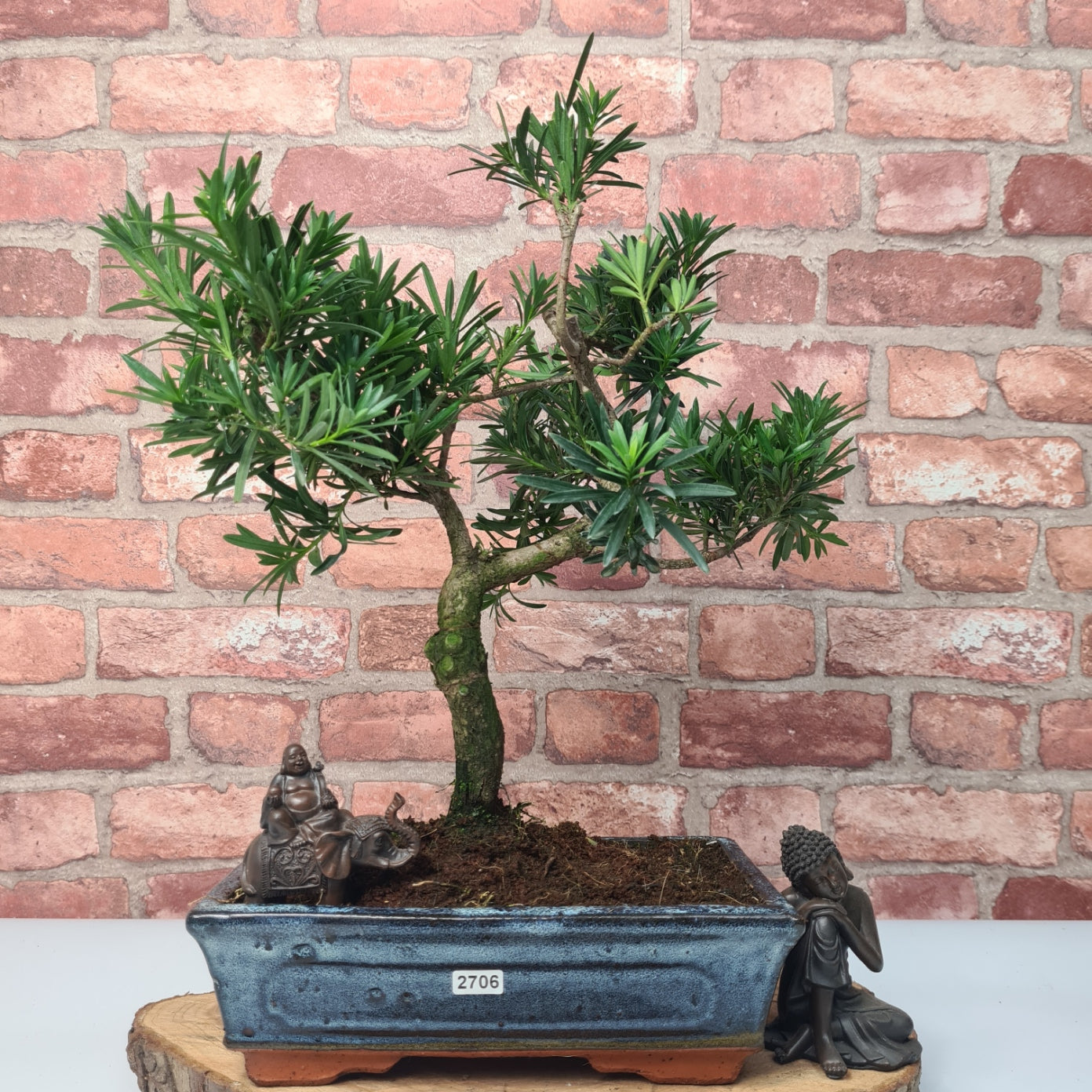 Buddhist Pine (Podocarpus Micro) Bonsai Tree | Shaped | In 30cm Pot  | S251974