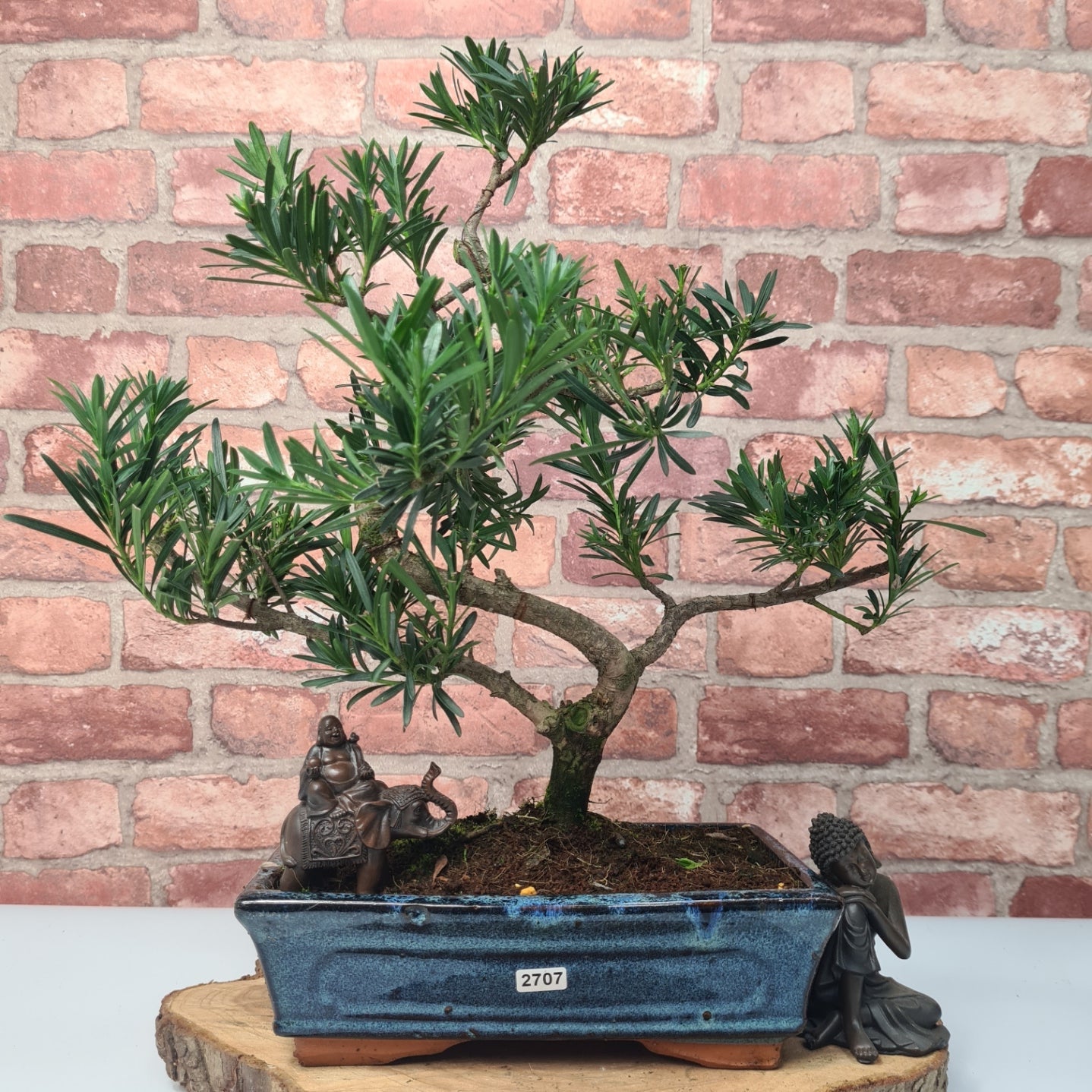 Buddhist Pine (Podocarpus Micro) Bonsai Tree | Shaped | In 30cm Pot  | S251974