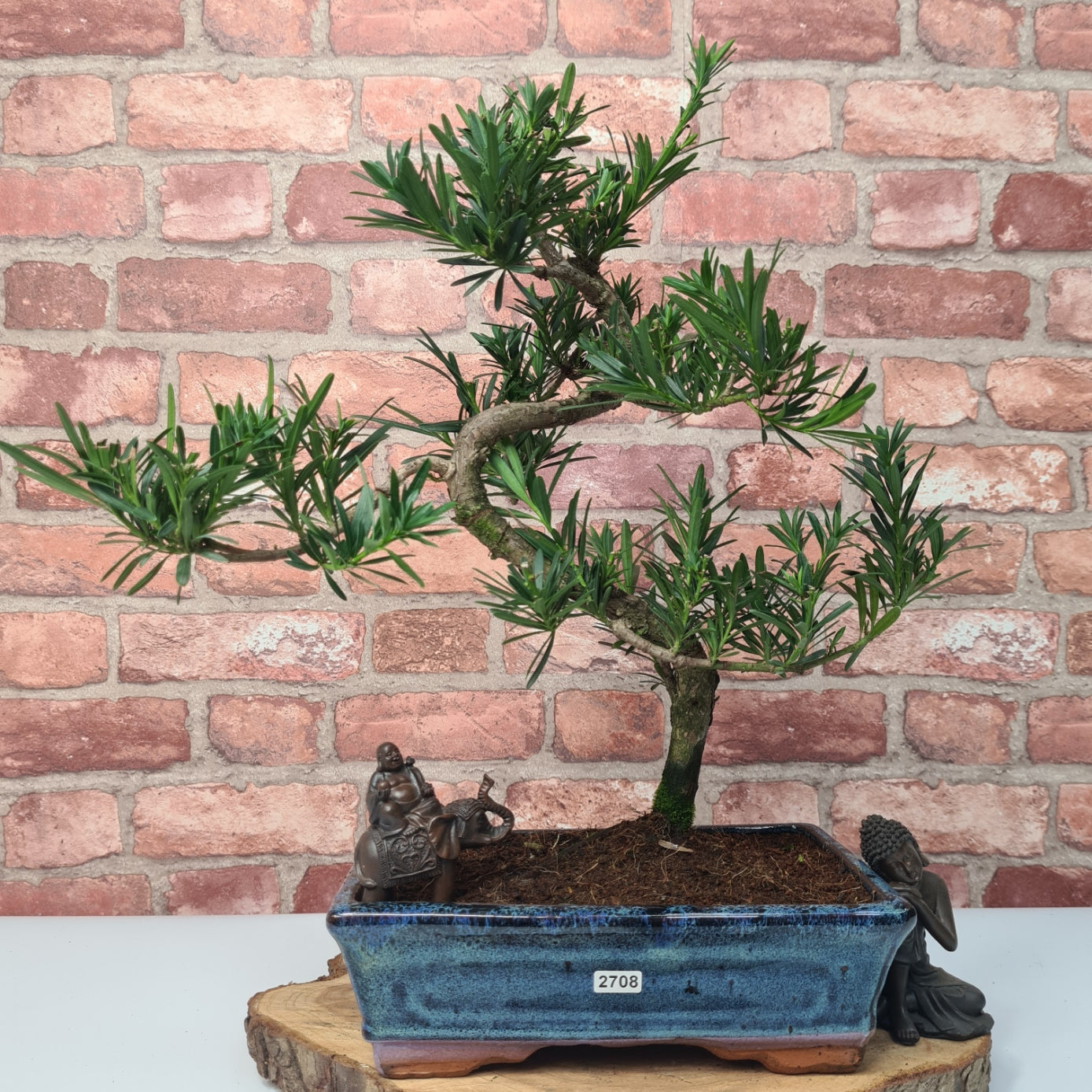 Buddhist Pine (Podocarpus Micro) Bonsai Tree | Shaped | In 25cm Pot  | S251973