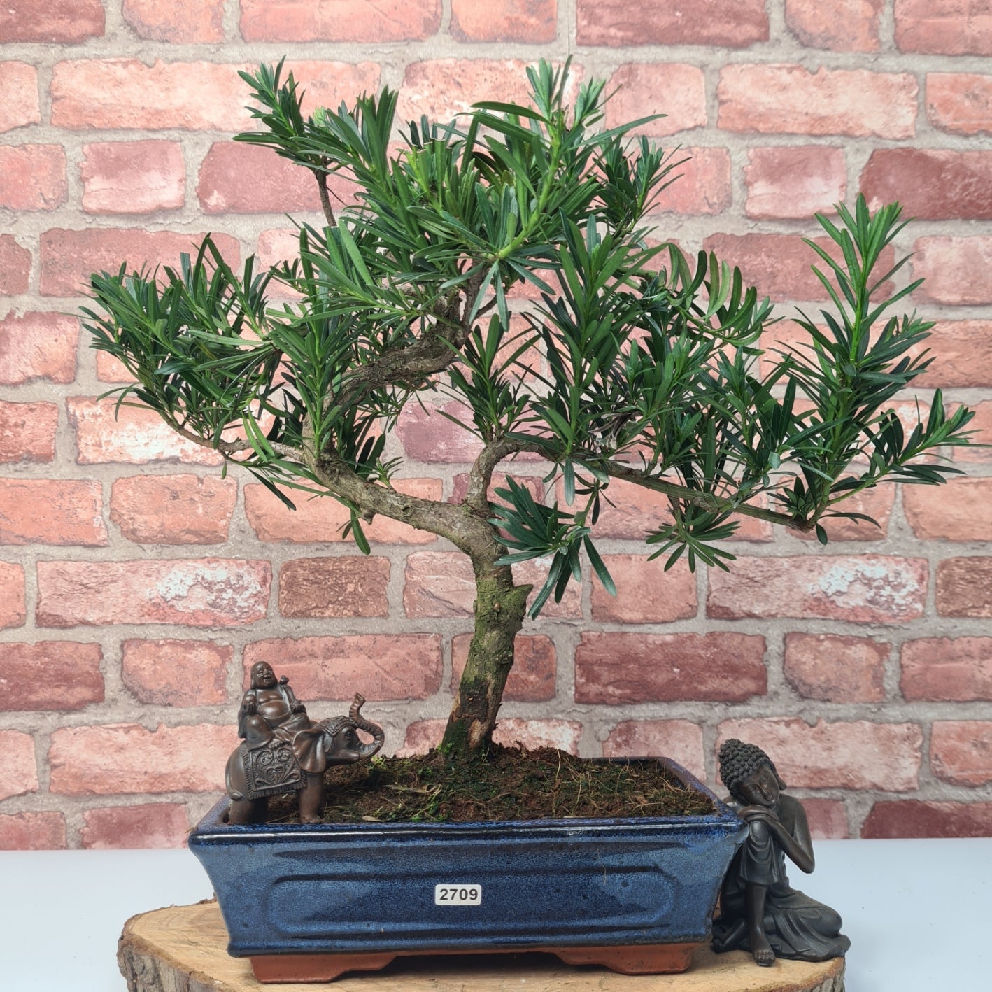 Buddhist Pine (Podocarpus Micro) Bonsai Tree | Shaped | In 30cm Pot  | S251974