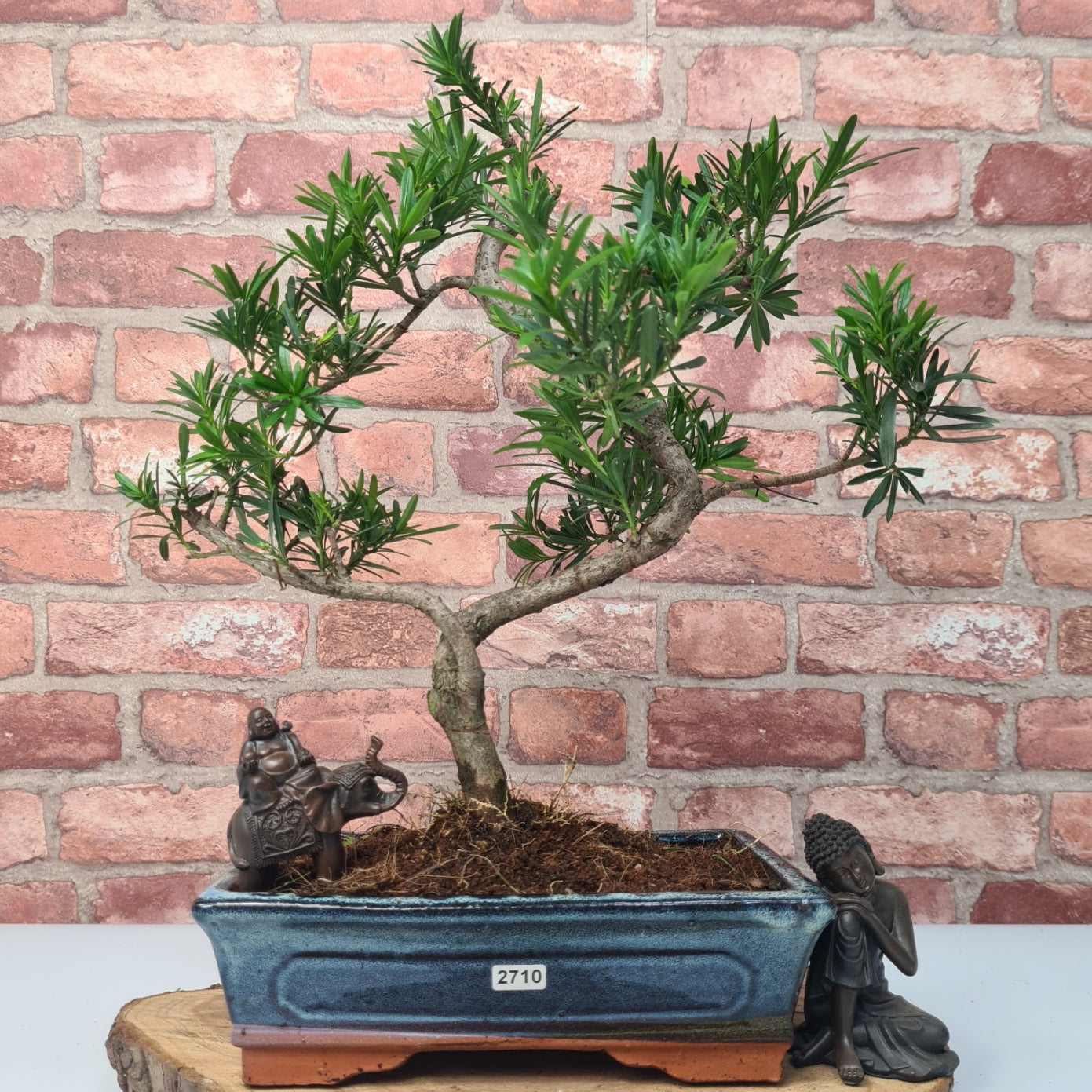 Buddhist Pine (Podocarpus Micro) Bonsai Tree | Shaped | In 25cm Pot  | S251973