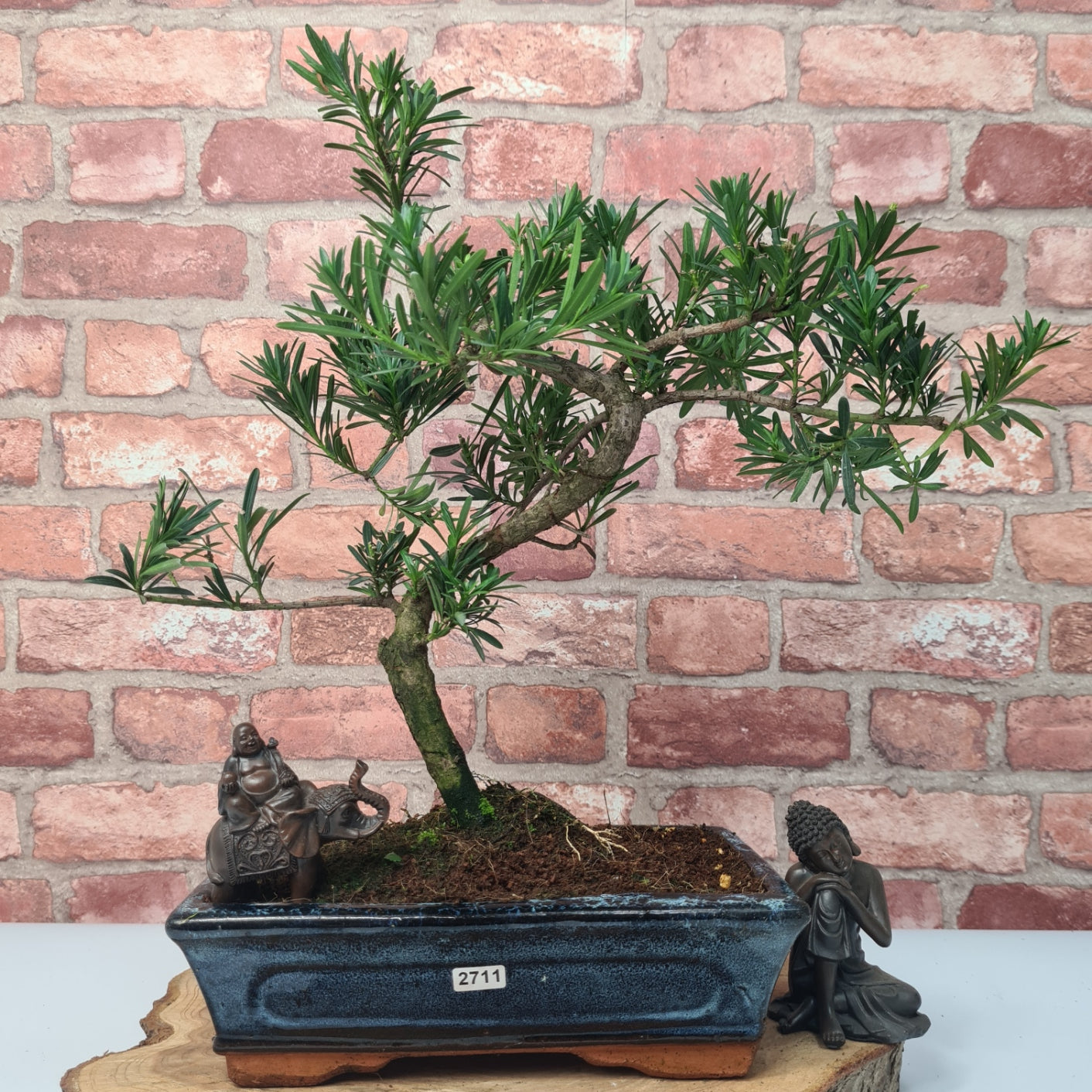 Buddhist Pine (Podocarpus Micro) Bonsai Tree | Shaped | In 30cm Pot  | S251974