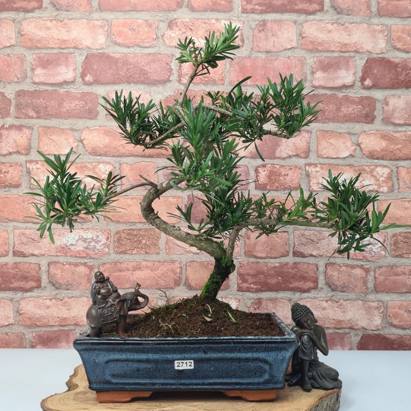 Buddhist Pine (Podocarpus Micro) Bonsai Tree | Shaped | In 25cm Pot  | S251973