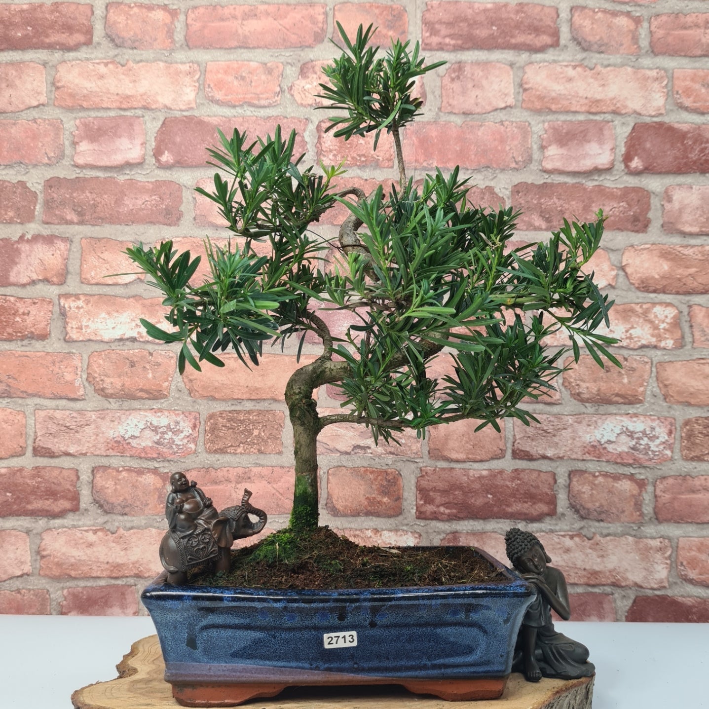 Buddhist Pine (Podocarpus Micro) Bonsai Tree | Shaped | In 30cm Pot  | S251974
