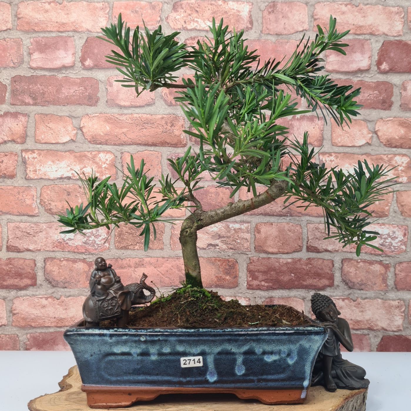 Buddhist Pine (Podocarpus Micro) Bonsai Tree | Shaped | In 30cm Pot  | S251974