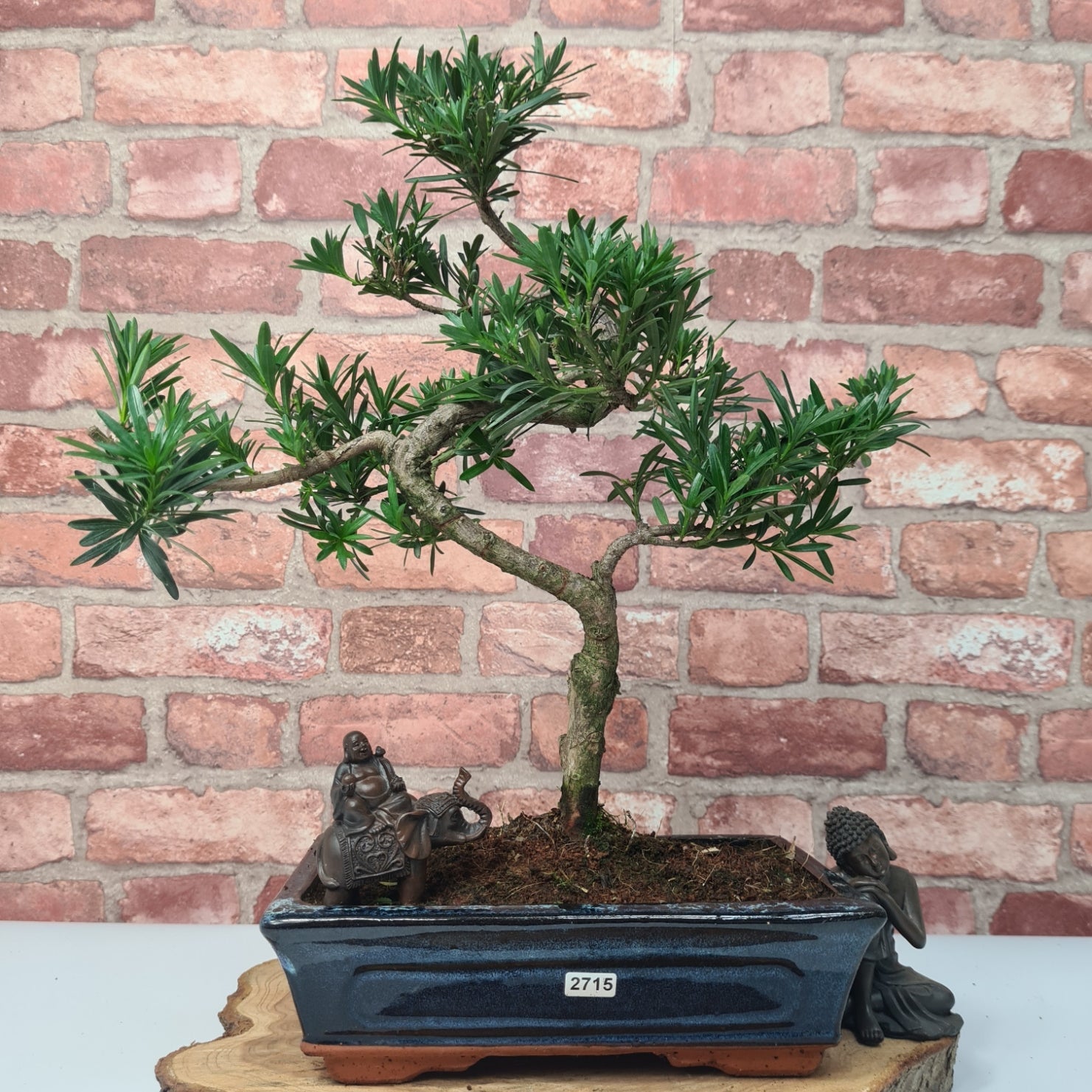 Buddhist Pine (Podocarpus Micro) Bonsai Tree | Shaped | In 25cm Pot  | S251973