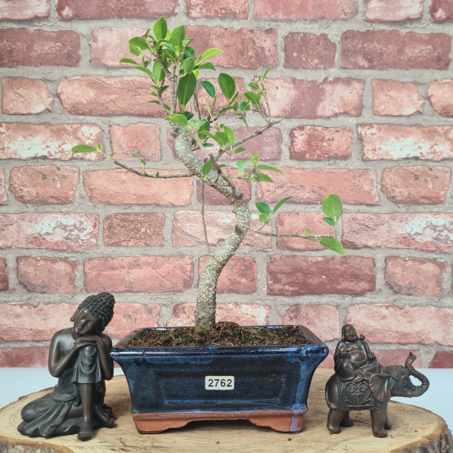Ficus Microcarpa (Banyan Fig) Indoor Bonsai Tree | Shaped | In 15cm Pot  S25884