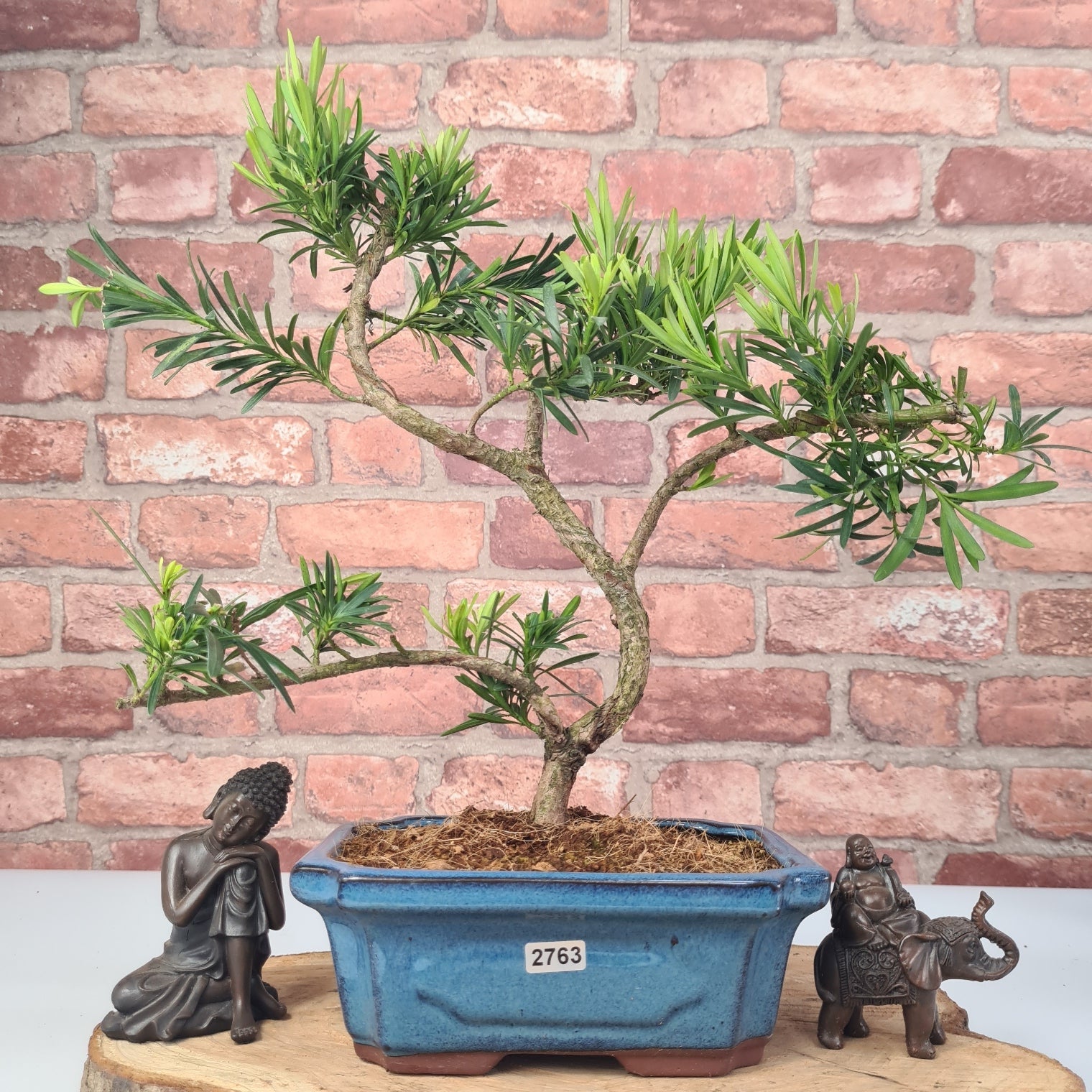 Buddhist Pine (Podocarpus Micro) Bonsai Tree | Shaped | In 20cm Pot  S25883
