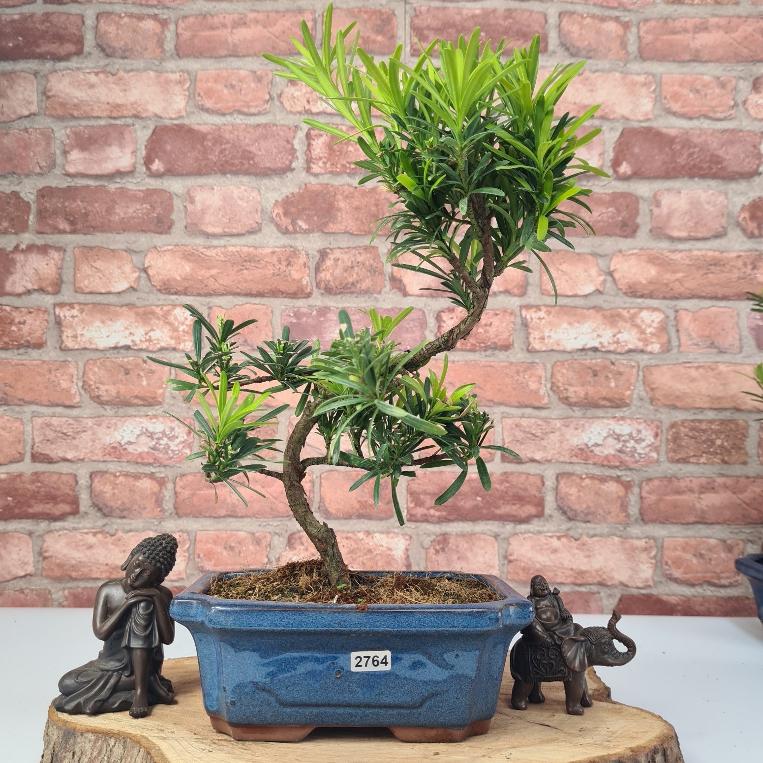 Buddhist Pine (Podocarpus Micro) Bonsai Tree | Shaped | In 20cm Pot  S25883