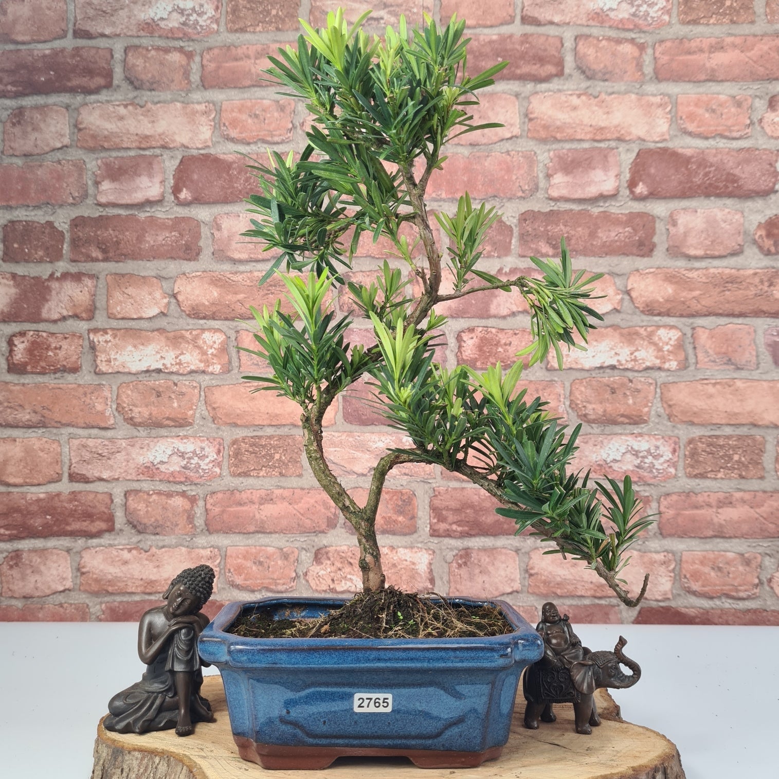 Buddhist Pine (Podocarpus Micro) Bonsai Tree | Shaped | In 20cm Pot  S25883
