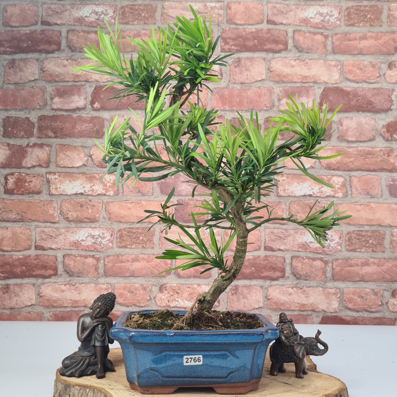 Buddhist Pine (Podocarpus Micro) Bonsai Tree | Shaped | In 20cm Pot  S25883