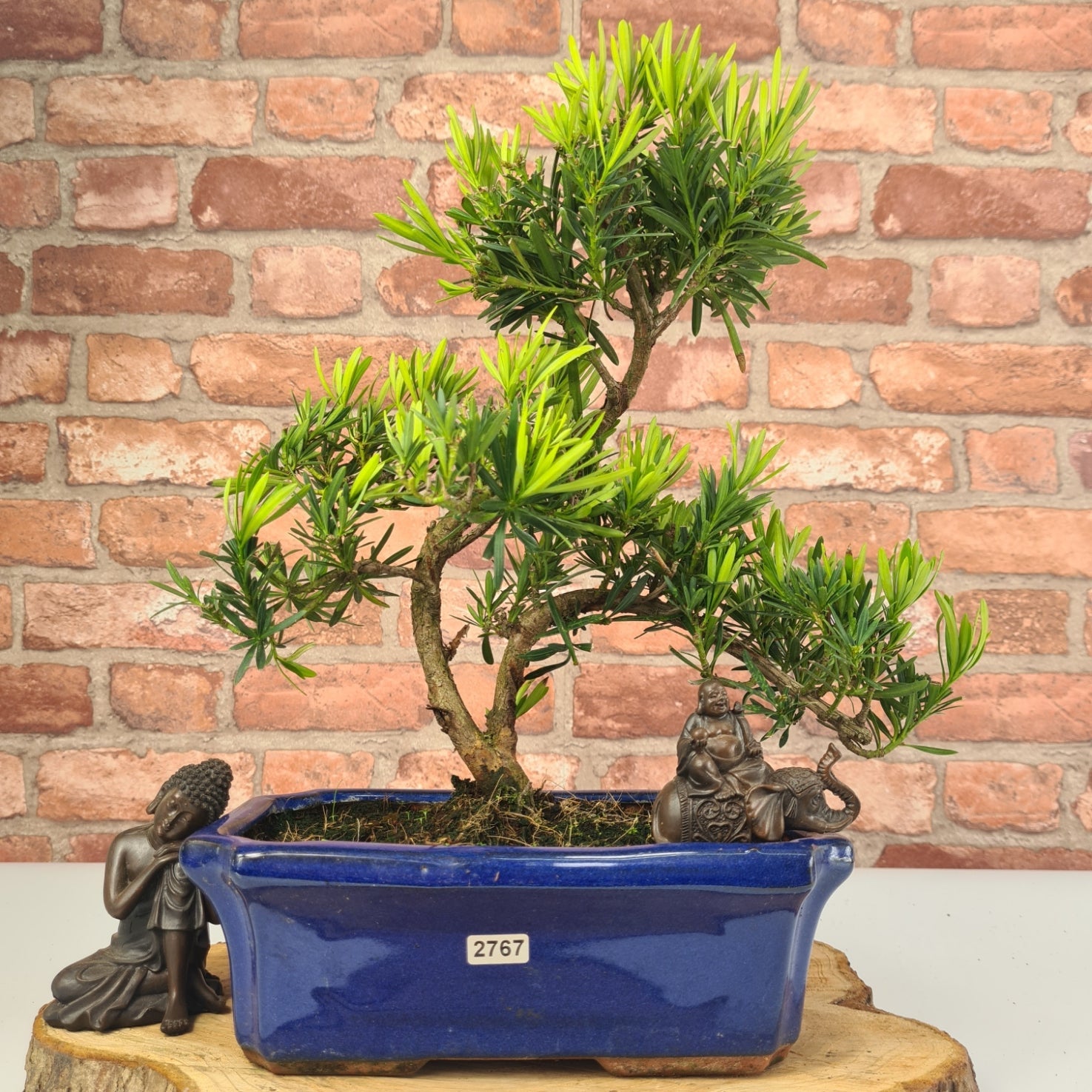 Buddhist Pine (Podocarpus Micro) Bonsai Tree | Shaped | In 25cm Pot  | S251973
