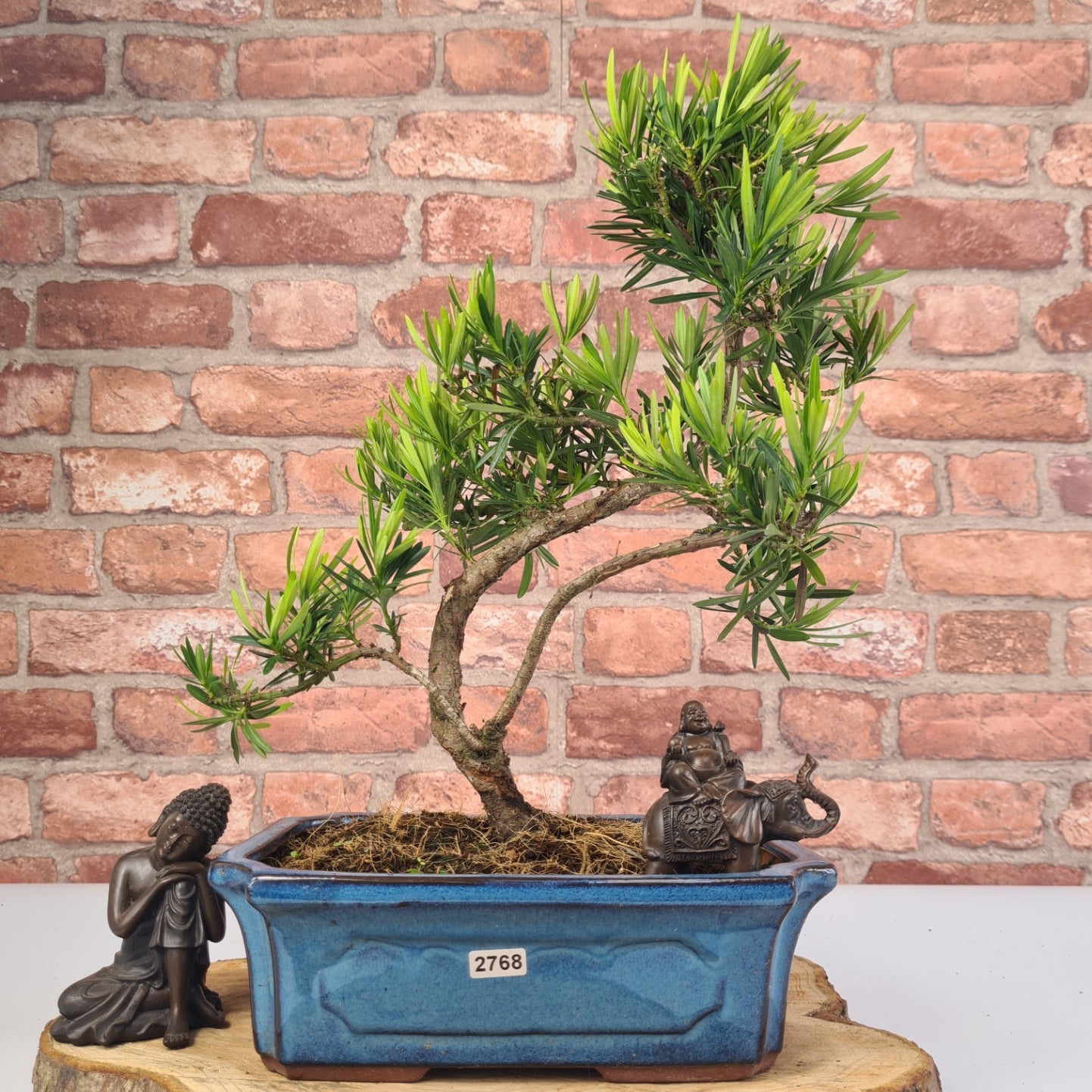 Buddhist Pine (Podocarpus Micro) Bonsai Tree | Shaped | In 25cm Pot  | S251973