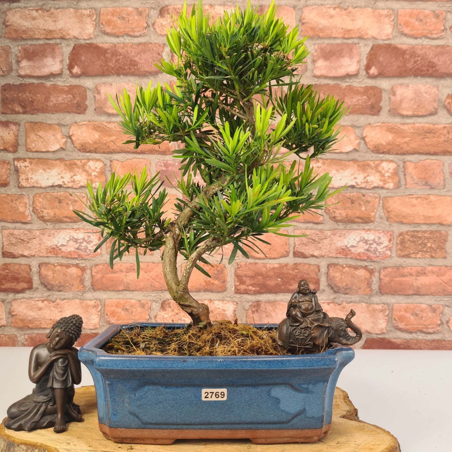 Buddhist Pine (Podocarpus Micro) Bonsai Tree | Shaped | In 30cm Pot  | S251974