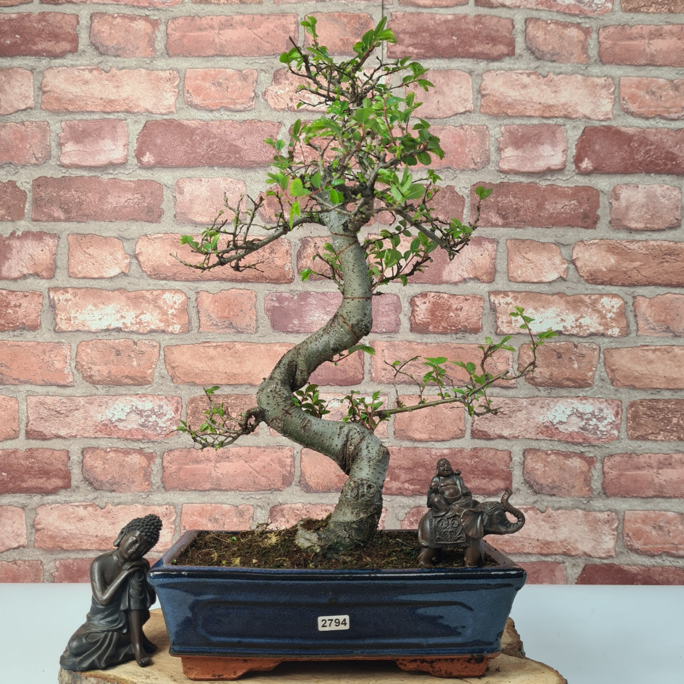 Chinese Elm (Ulmus Parvifolia) Bonsai Tree | Shaped | In 25cm Pot  | S251971