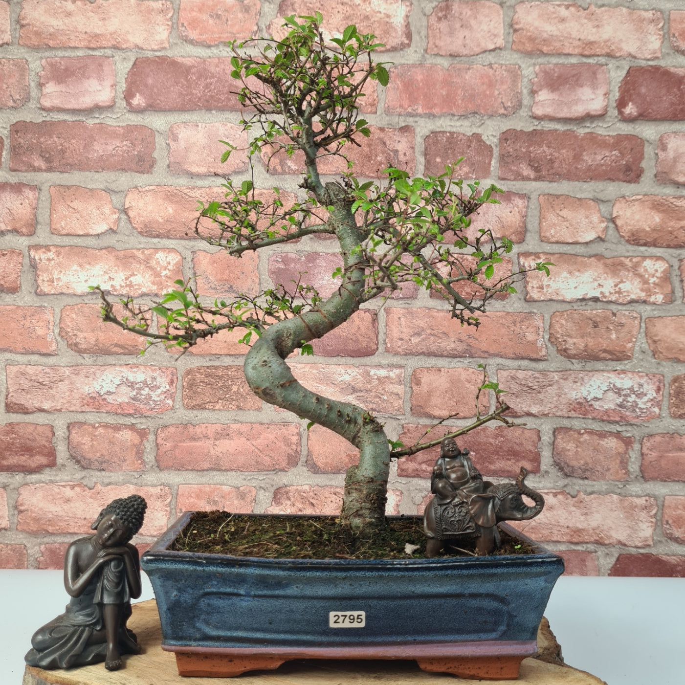 Chinese Elm (Ulmus Parvifolia) Bonsai Tree | Shaped | In 25cm Pot  | S251971