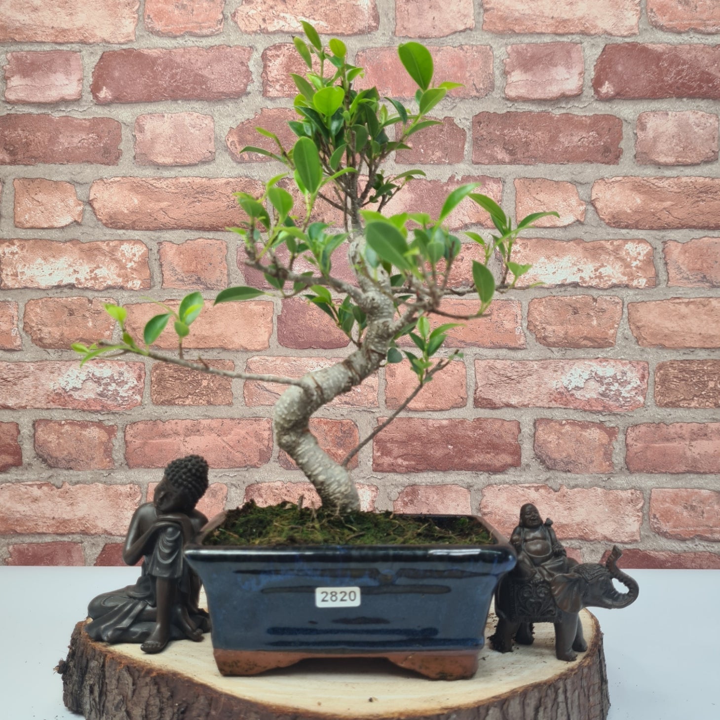 Ficus Microcarpa (Banyan Fig) Indoor Bonsai Tree | Shaped | In 15cm Pot  S25884