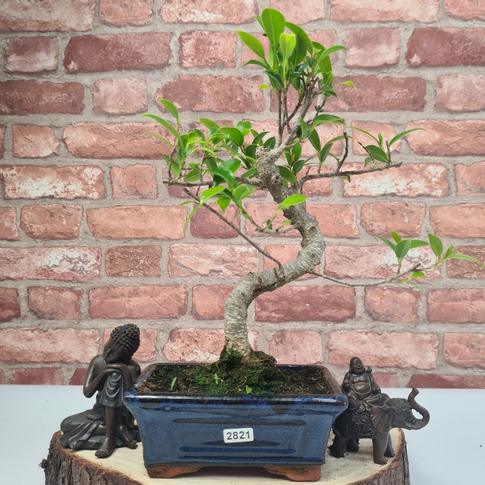Ficus Microcarpa (Banyan Fig) Indoor Bonsai Tree | Shaped | In 15cm Pot  S25884